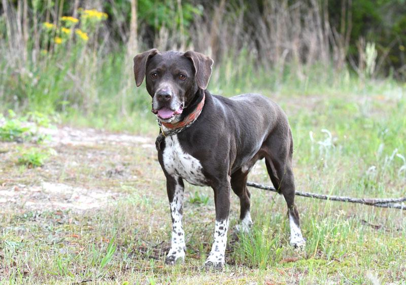 Enlarge Sammy #5685, an adopted Pointer in Monroe, GA image 4/6