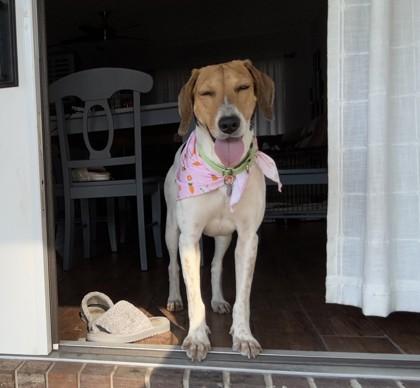 Lilo, Adoptable, Adult Female Hound & Beagle.