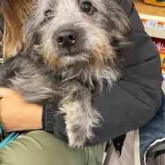 Capone - COMING SOON, Adoptable, Puppy Male Bichon Frise & Pomeranian.