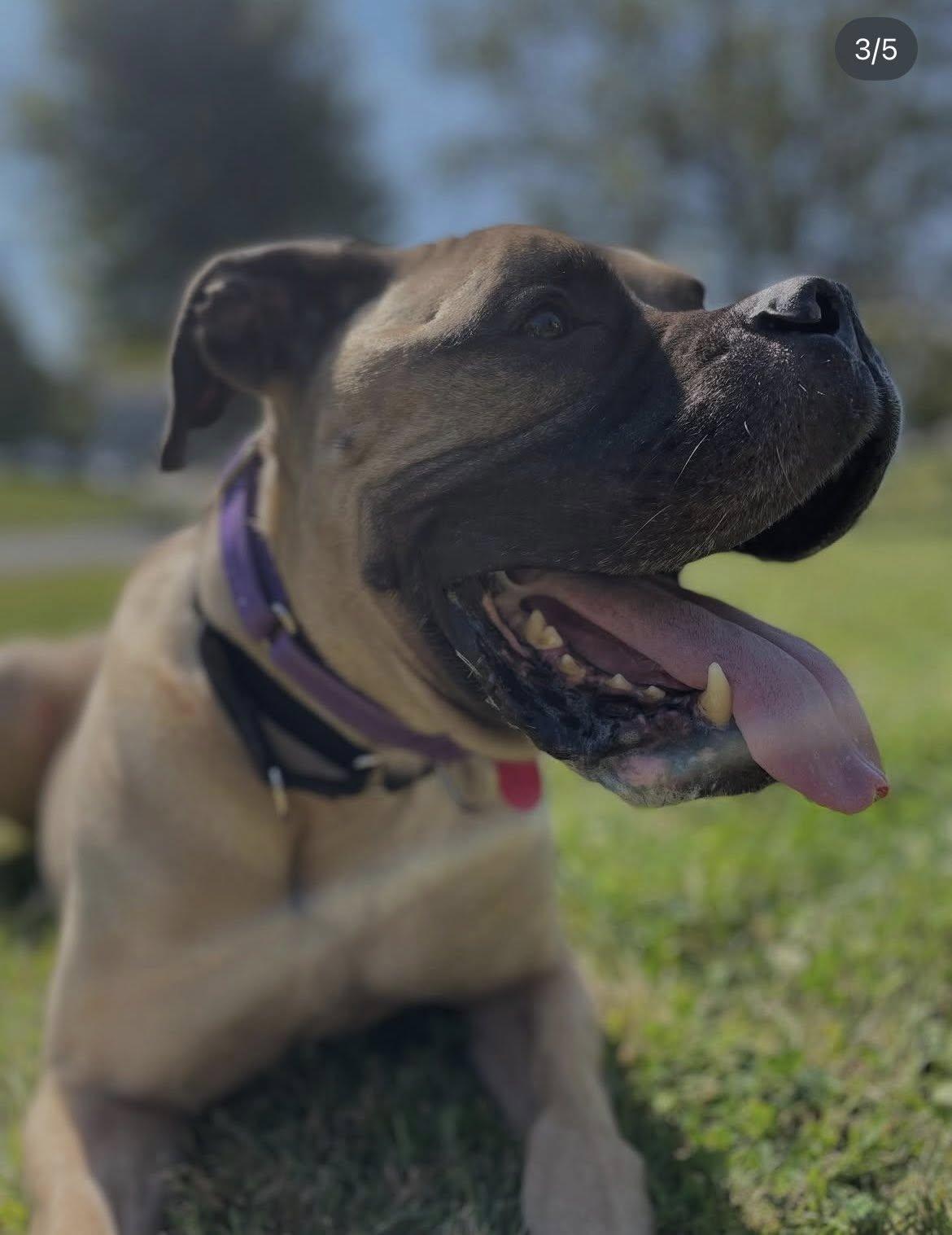 Maximus