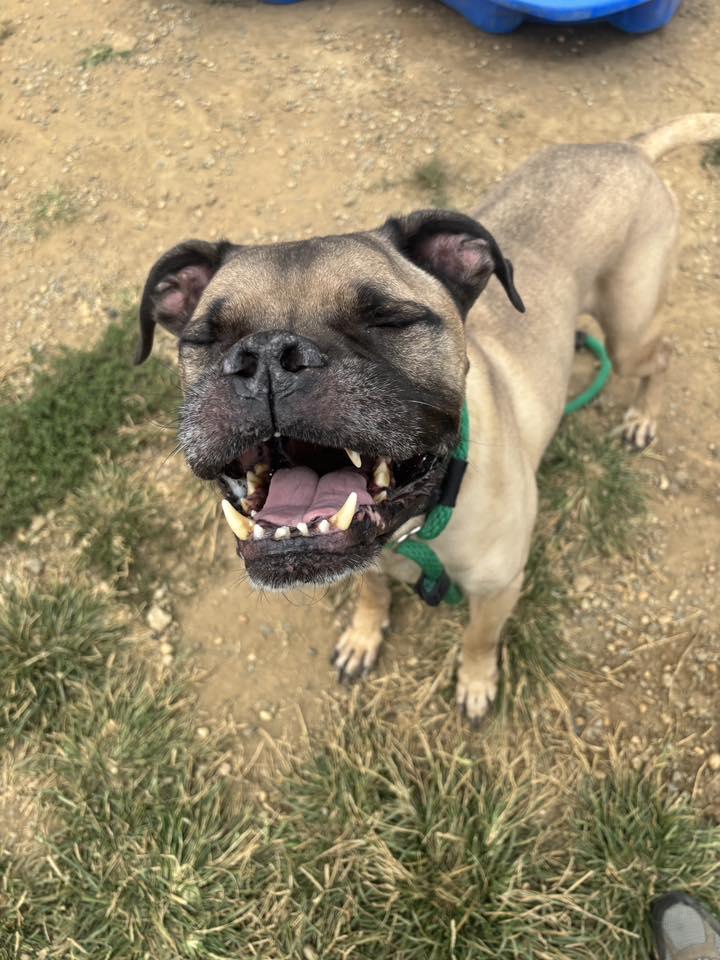 Maximus