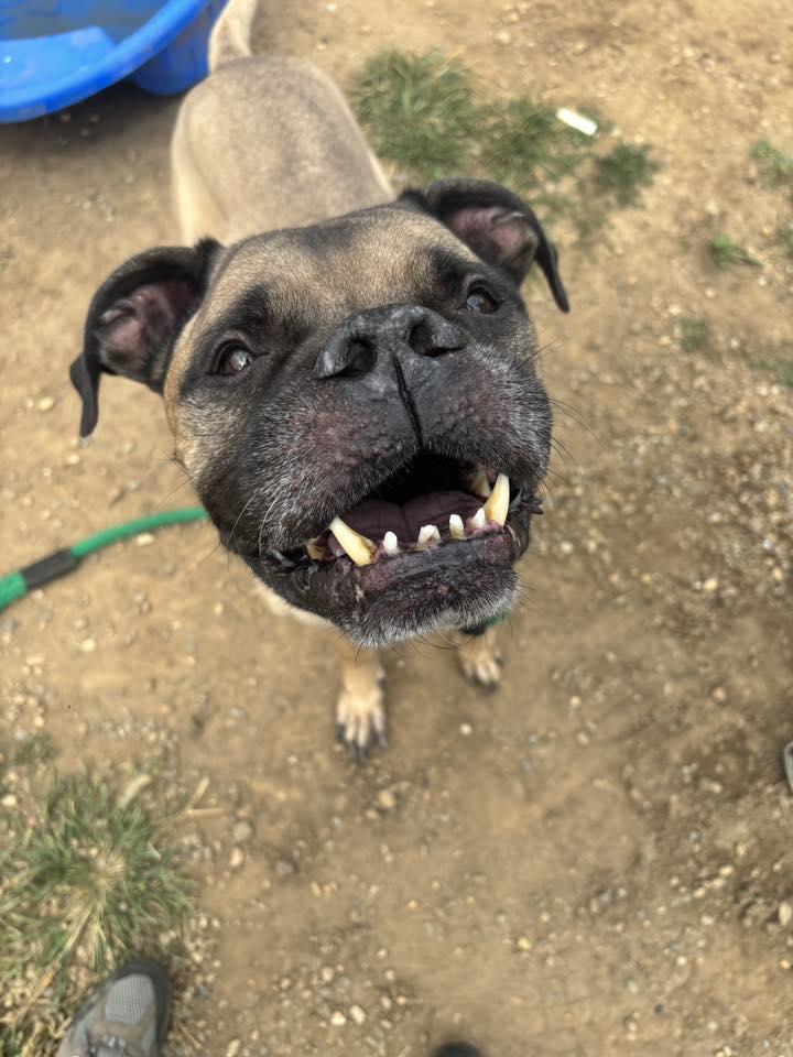 Maximus