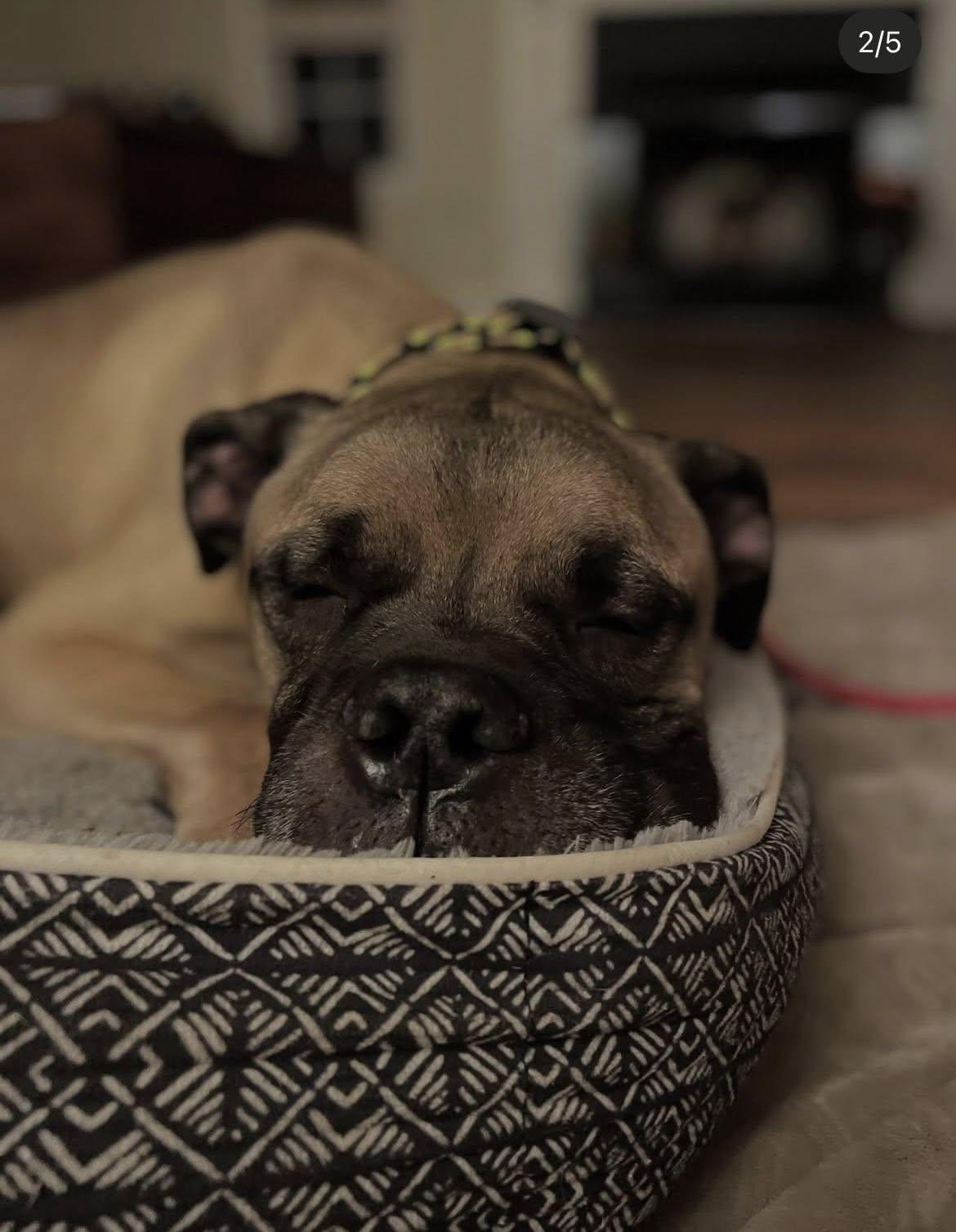 Maximus