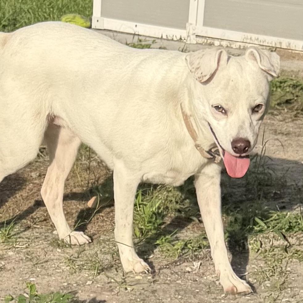 Princess, Adoptable, Adult Female Chihuahua & Labrador Retriever.