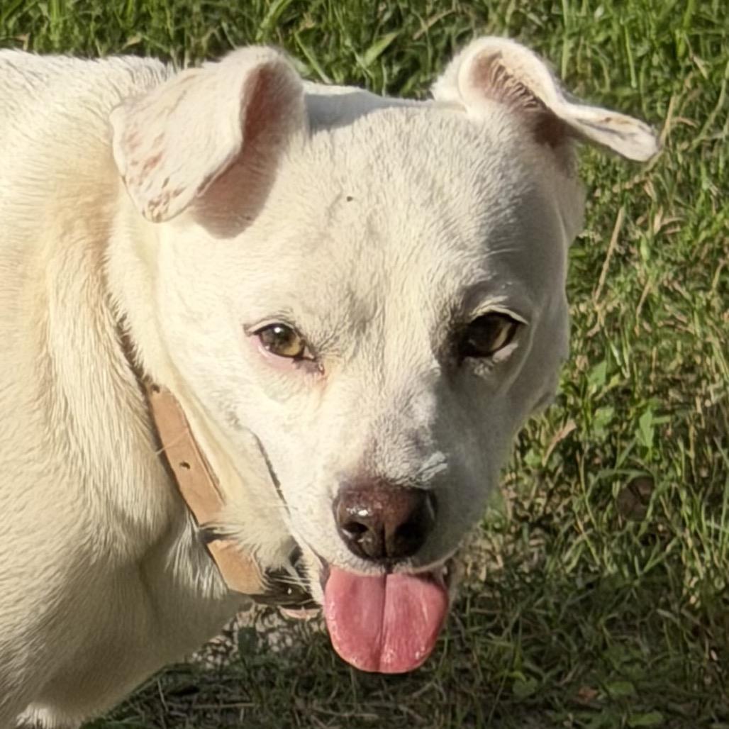 Princess, a Adoptable mixed breed in Sarasota, FL image 2/4