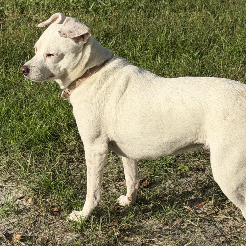 Princess, a Adoptable mixed breed in Sarasota, FL image 3/4