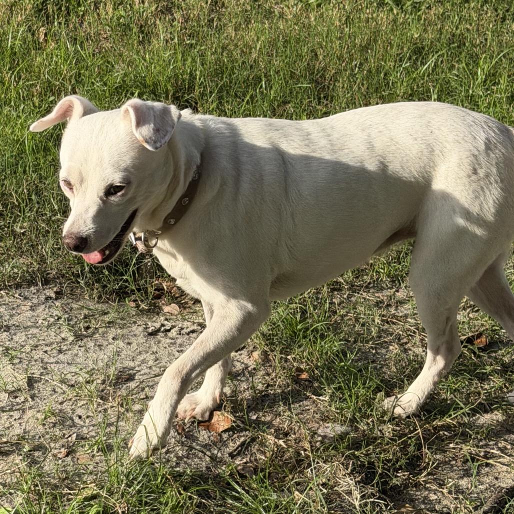 Princess, a Adoptable mixed breed in Sarasota, FL image 4/4