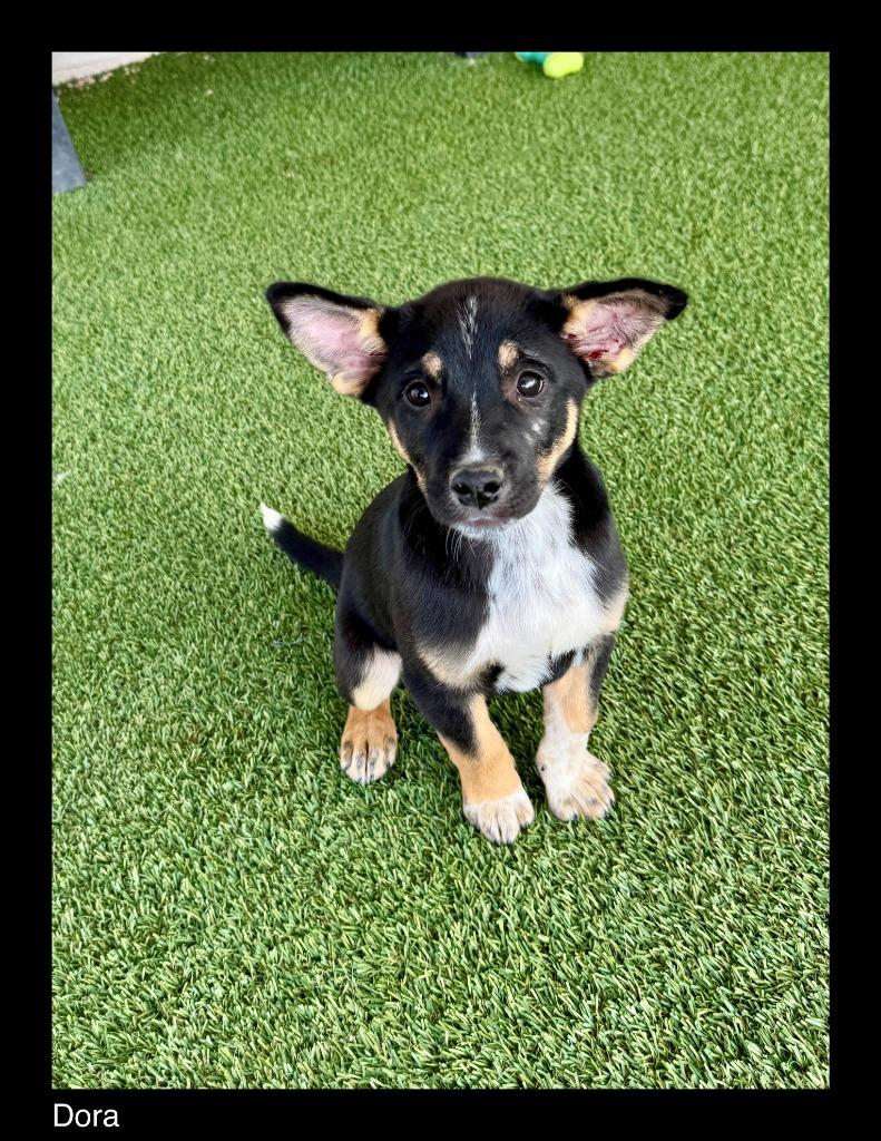 Dora, Adopted, Puppy Female Australian Cattle Dog / Blue Heeler & Mixed Breed.
