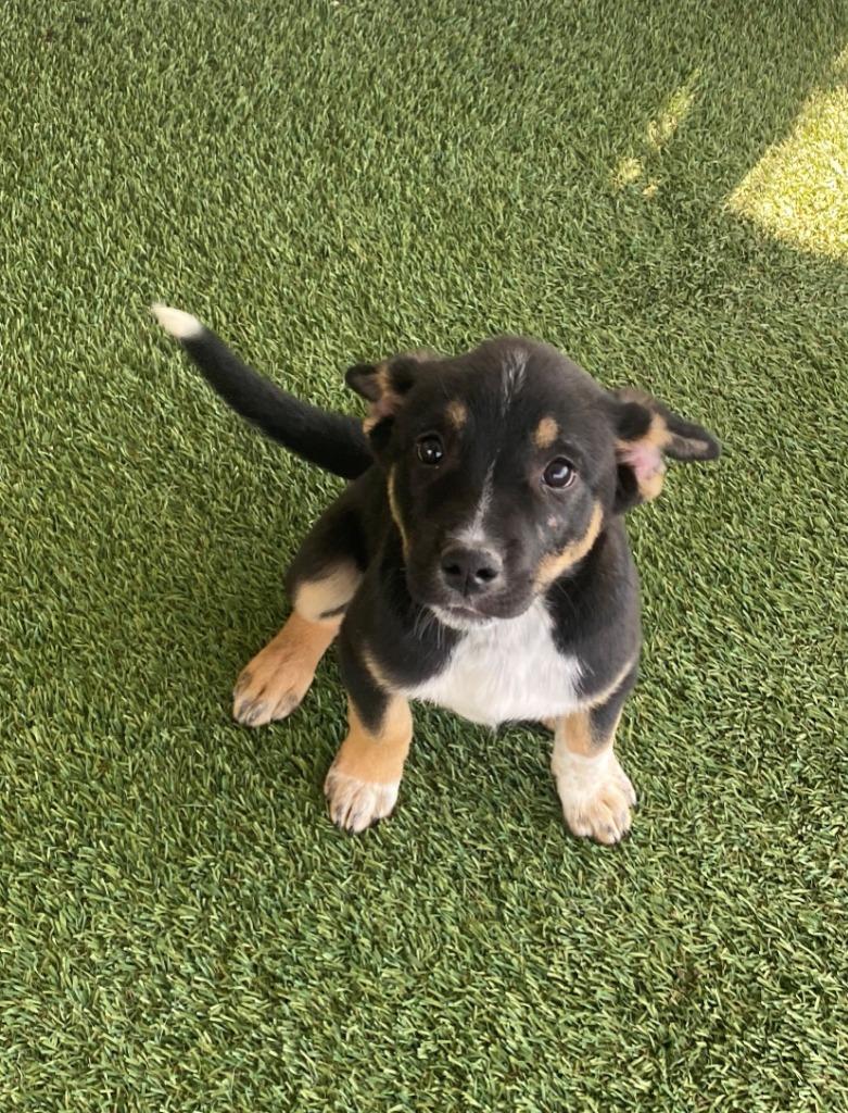 Enlarge Dora, a Adopted mixed breed in Chino Valley, AZ image 2/2