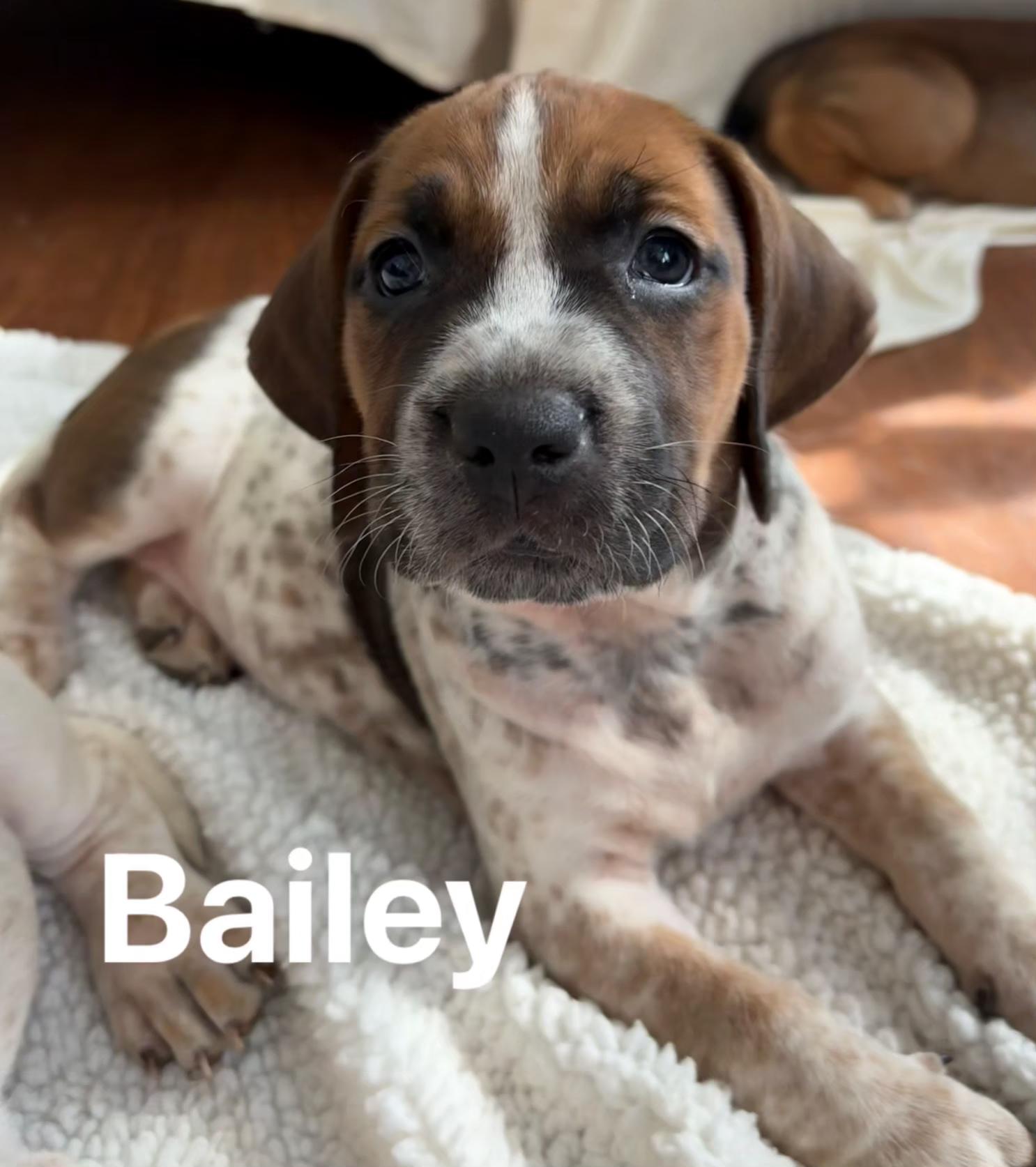 Bailey, Adoptable, Puppy Female English Coonhound & Hound.