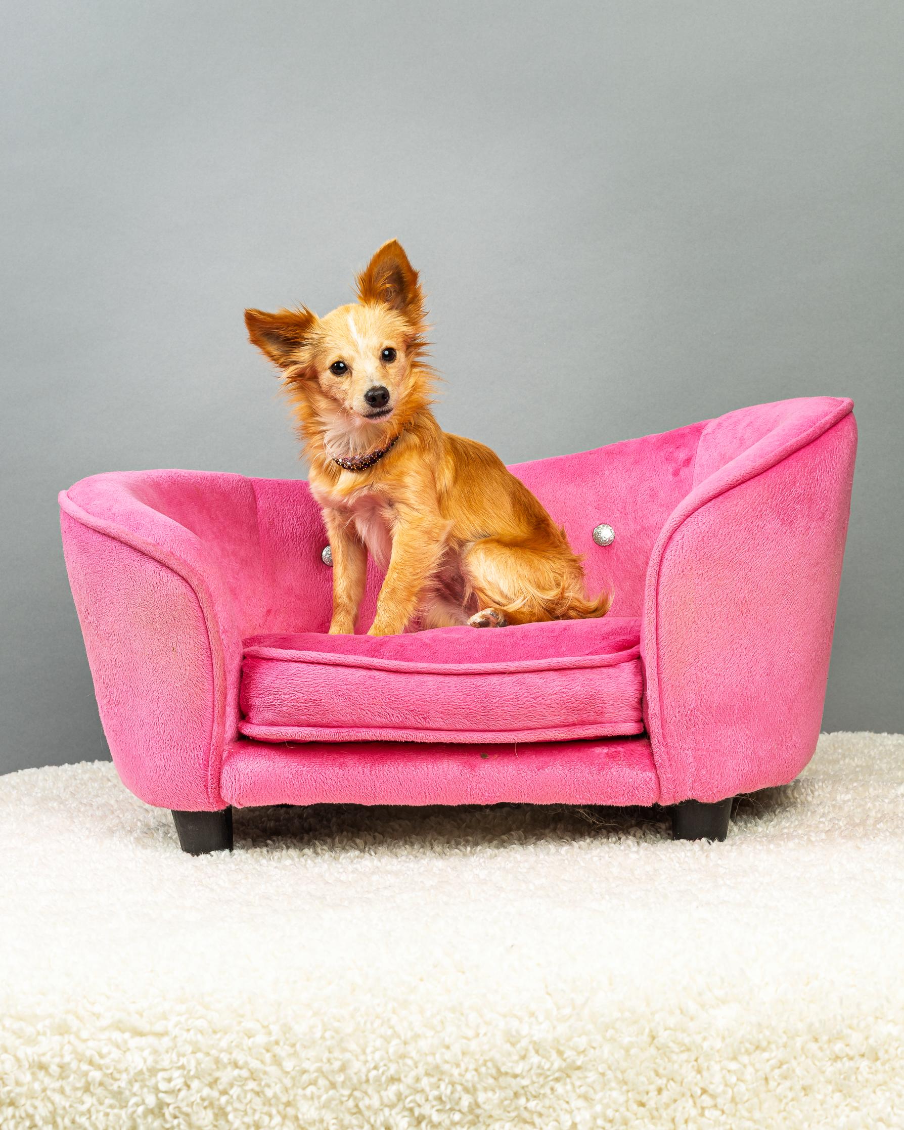 Athena - Long Coat Puppy , a ADOPTABLE Chihuahua in Plano, TX image 5/6