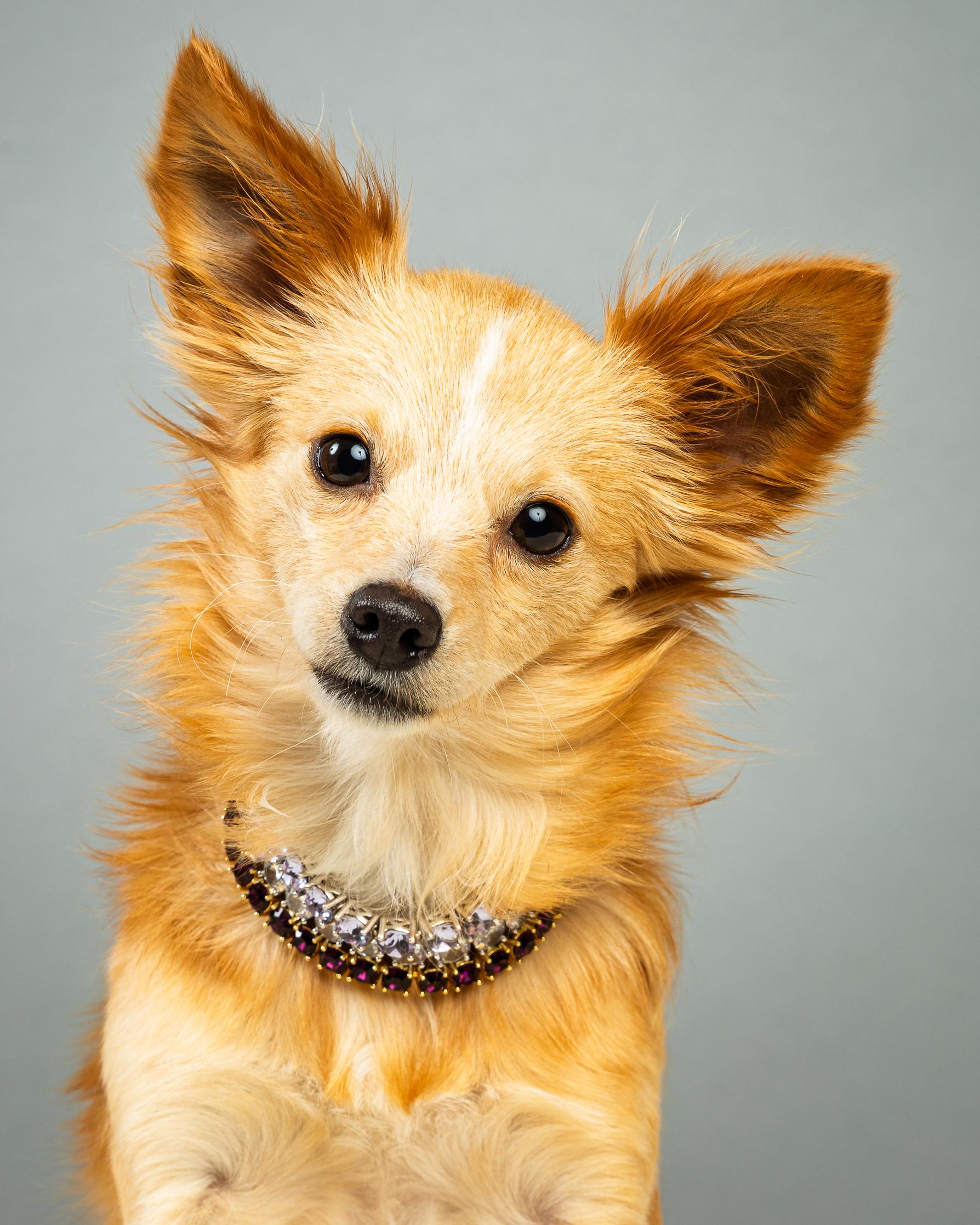 Athena - Long Coat Puppy , a ADOPTABLE Chihuahua in Plano, TX image 2/6