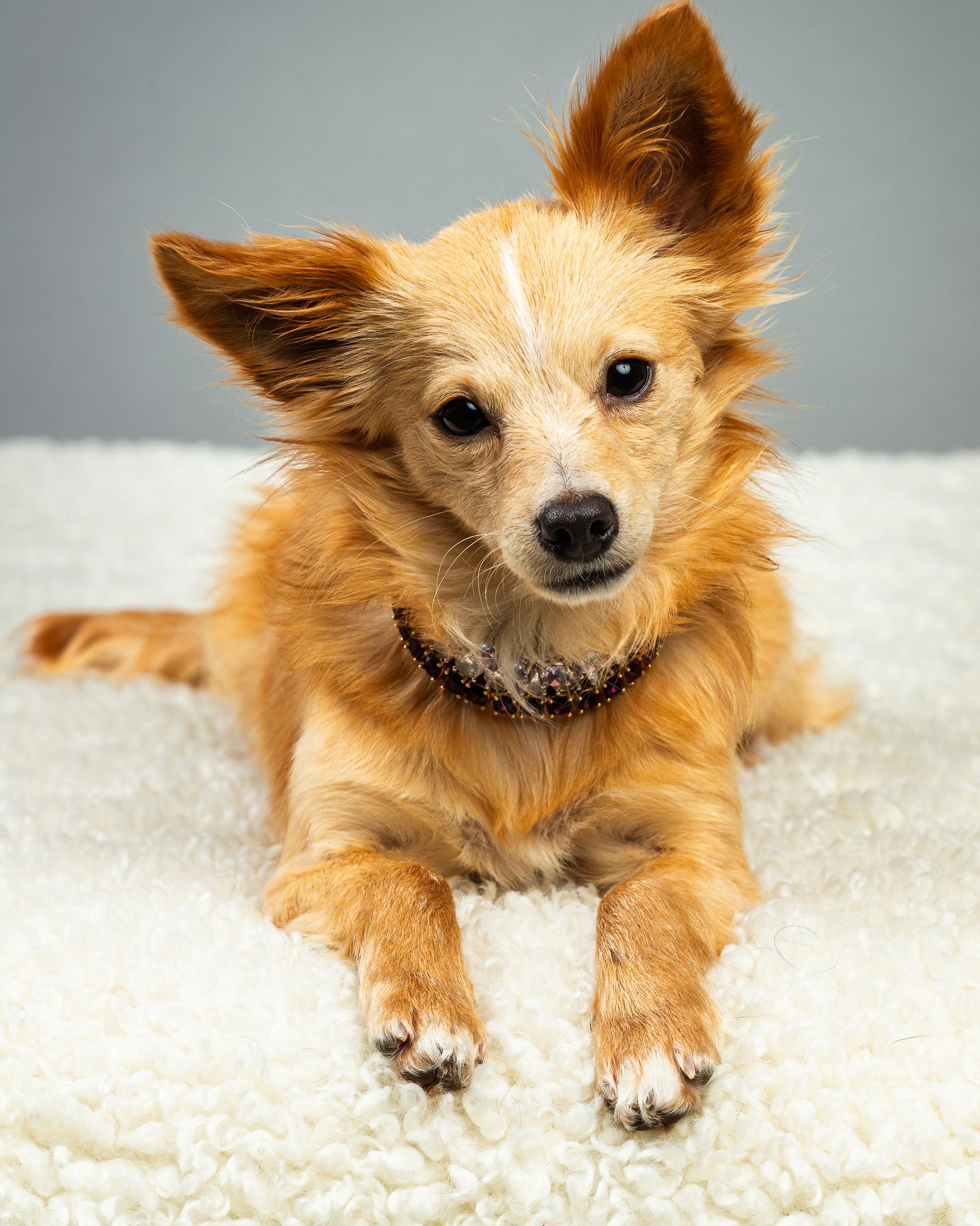 Athena - Long Coat Puppy , a ADOPTABLE Chihuahua in Plano, TX image 3/6