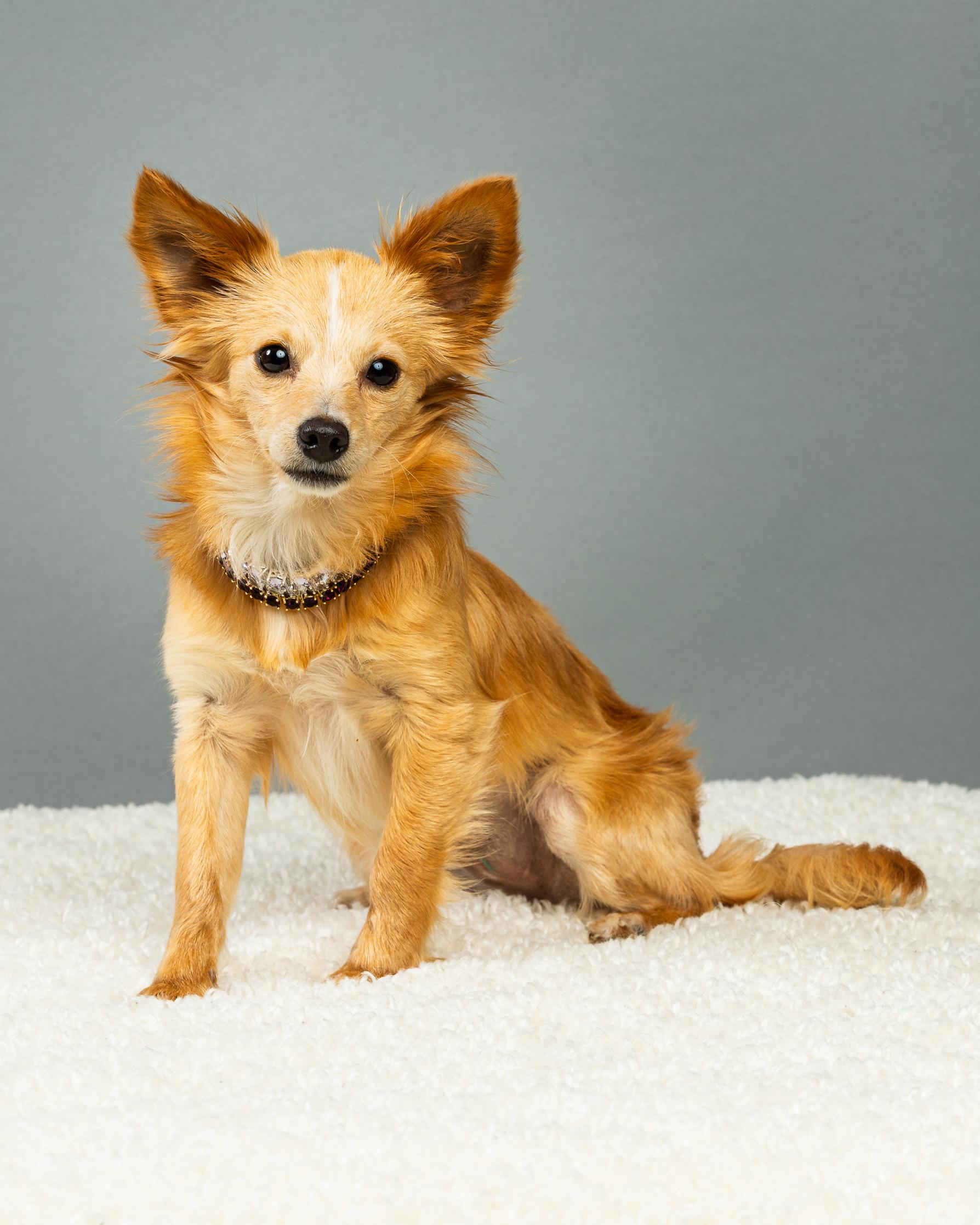 Athena - Long Coat Puppy , a ADOPTABLE Chihuahua in Plano, TX image 1/6