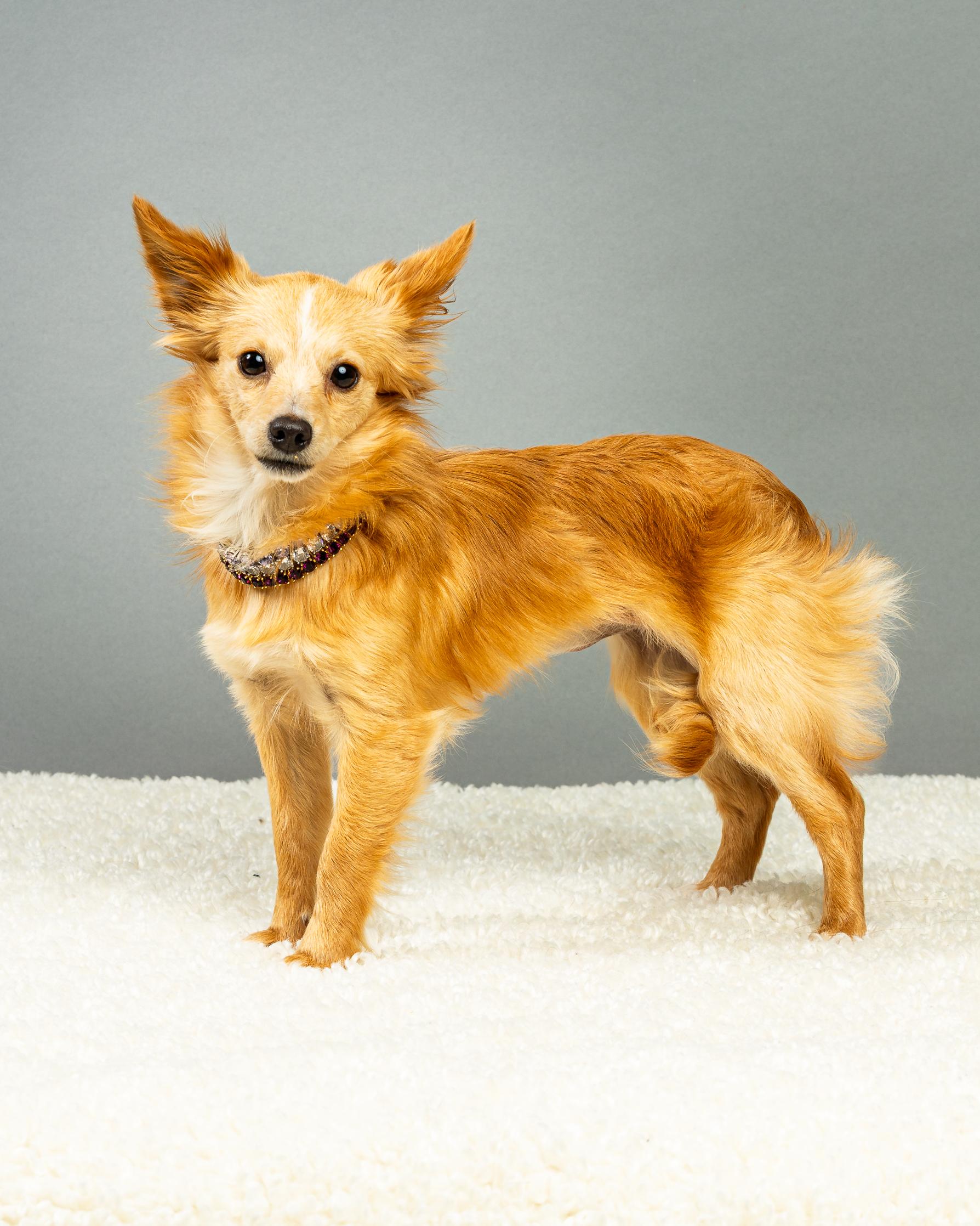 Athena - Long Coat Puppy , a ADOPTABLE Chihuahua in Plano, TX image 6/6