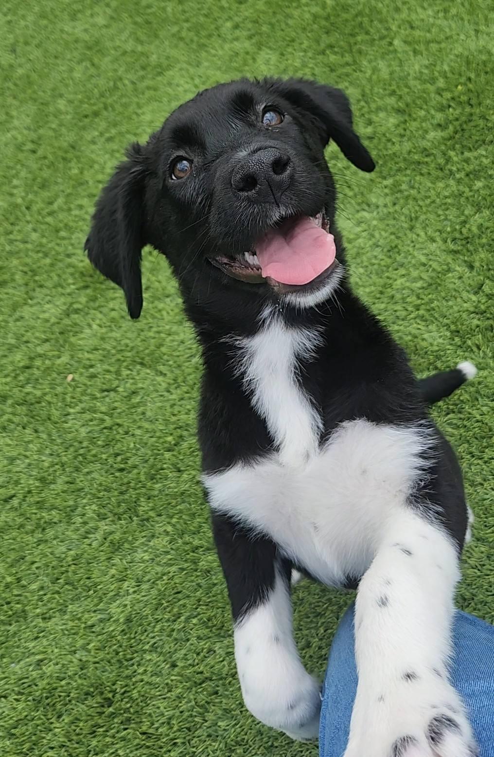 Wubble, an adopted Mixed Breed in Frankfort, KY image 3/5