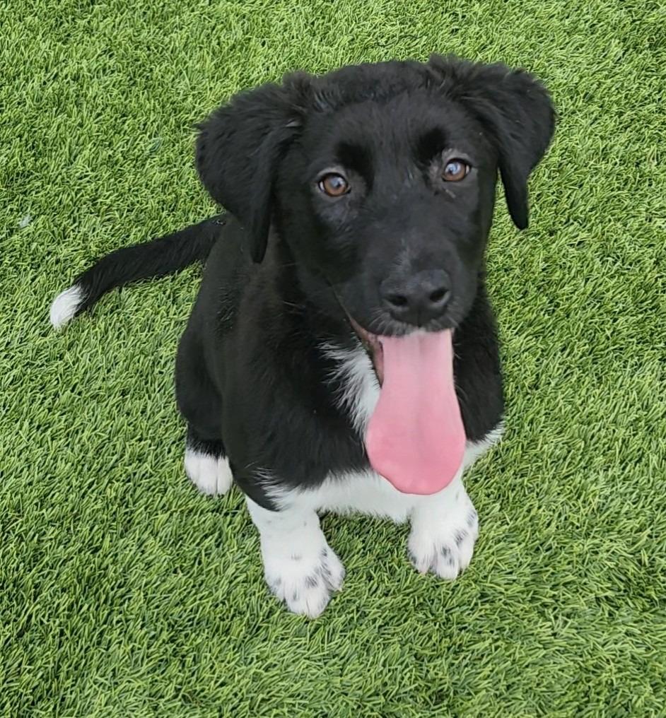 Wubble, adopted, Puppy Male Mixed Breed.
