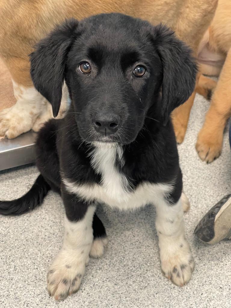 Wubble, an adopted Mixed Breed in Frankfort, KY image 2/5