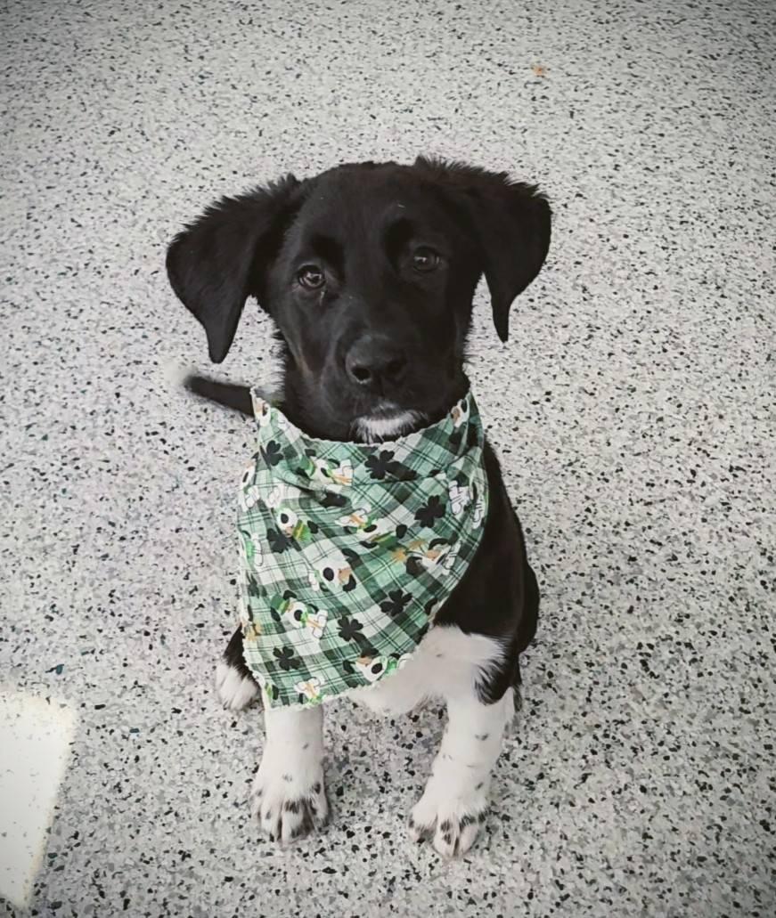 Wubble, an adopted Mixed Breed in Frankfort, KY image 5/5