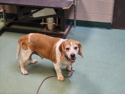 Enlarge Foghorn, a Adoptable mixed breed in Williamsport, PA image 1/2