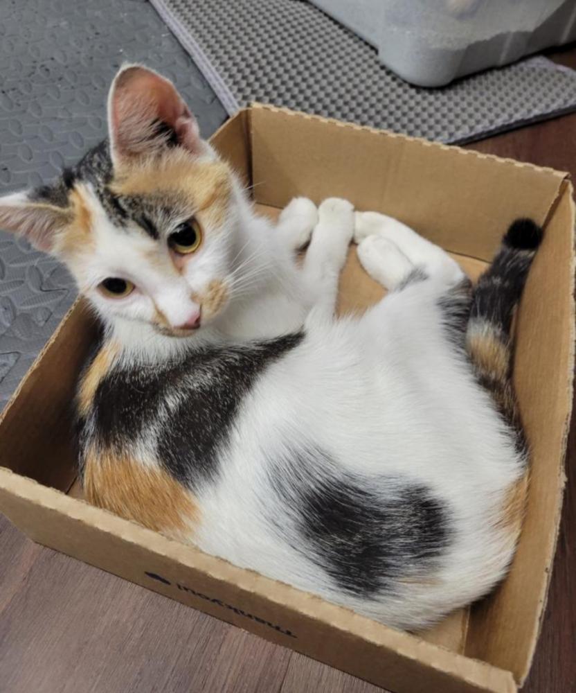 Nicole Kittman thumbnail 2