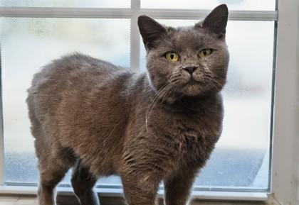 Freya — thumbnail 2