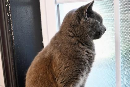 Freya — thumbnail 3