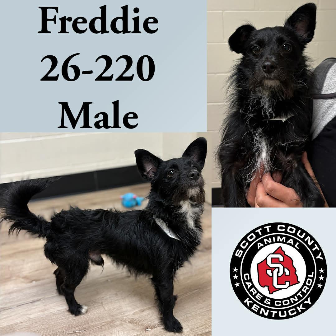 Enlarge Freddie, a Adoptable Terrier in Georgetown, KY image 1/1