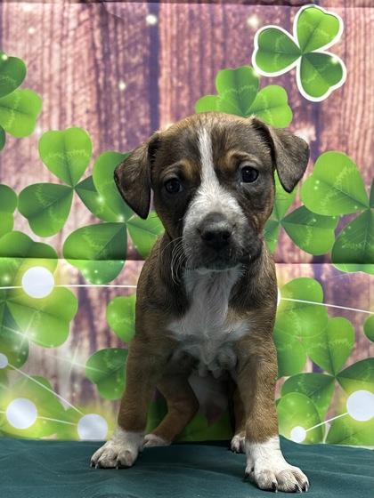 Hazel — thumbnail 2