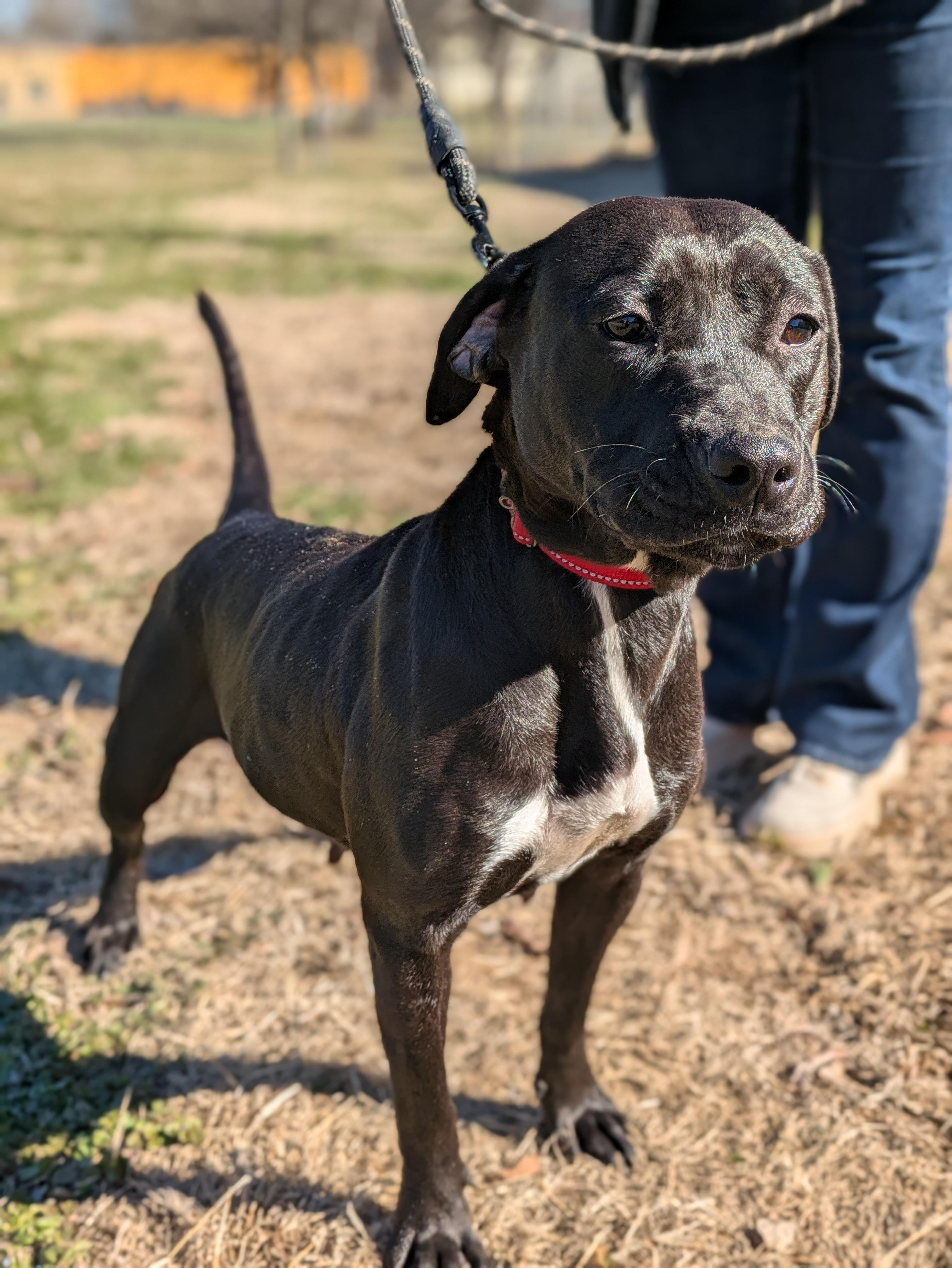 Enlarge Mistletoe, a Adoptable Mixed Breed in Huntsville, AL image 2/5