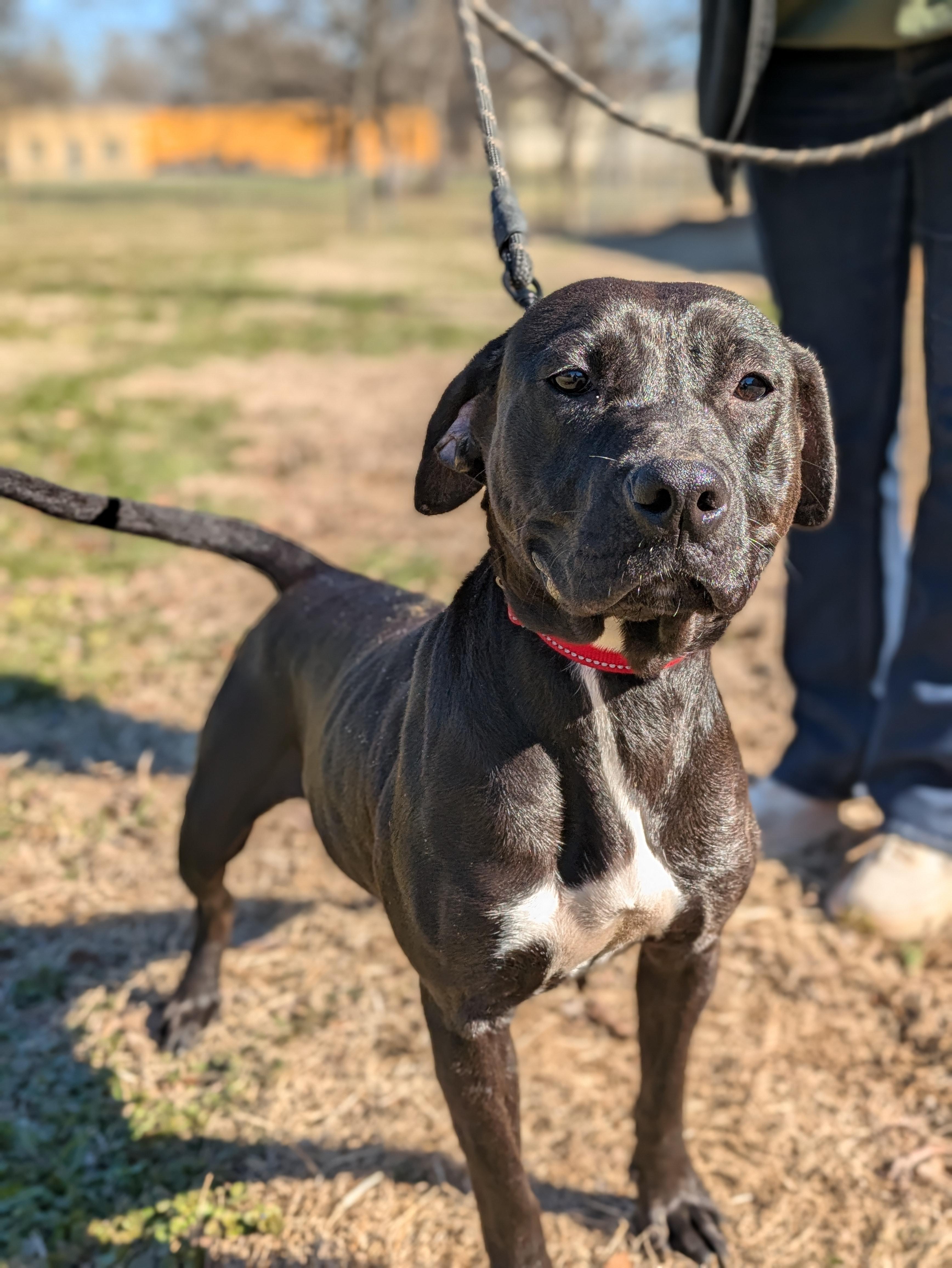 Enlarge Mistletoe, a Adoptable Mixed Breed in Huntsville, AL image 4/5