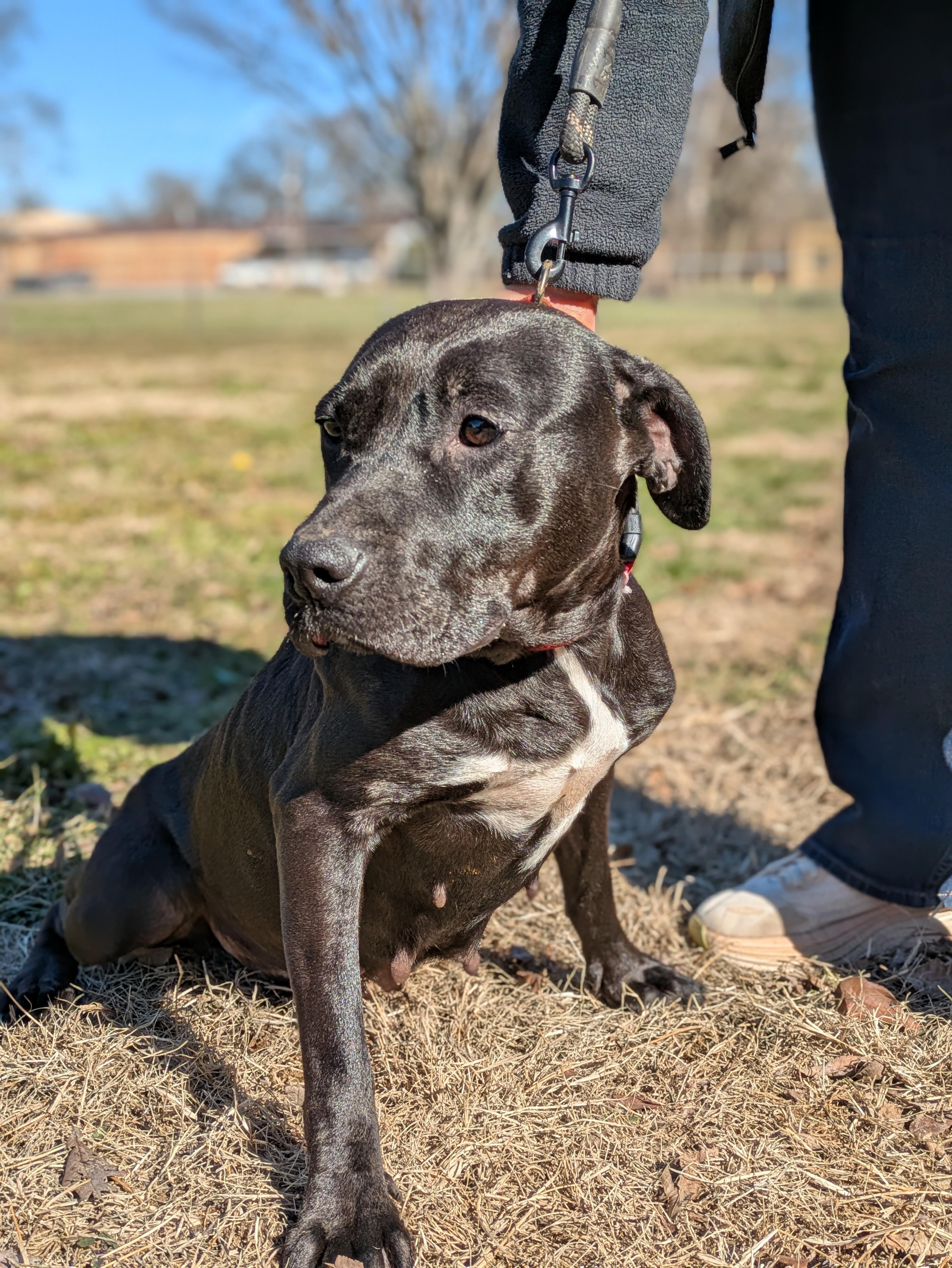 Enlarge Mistletoe, a Adoptable Mixed Breed in Huntsville, AL image 3/5