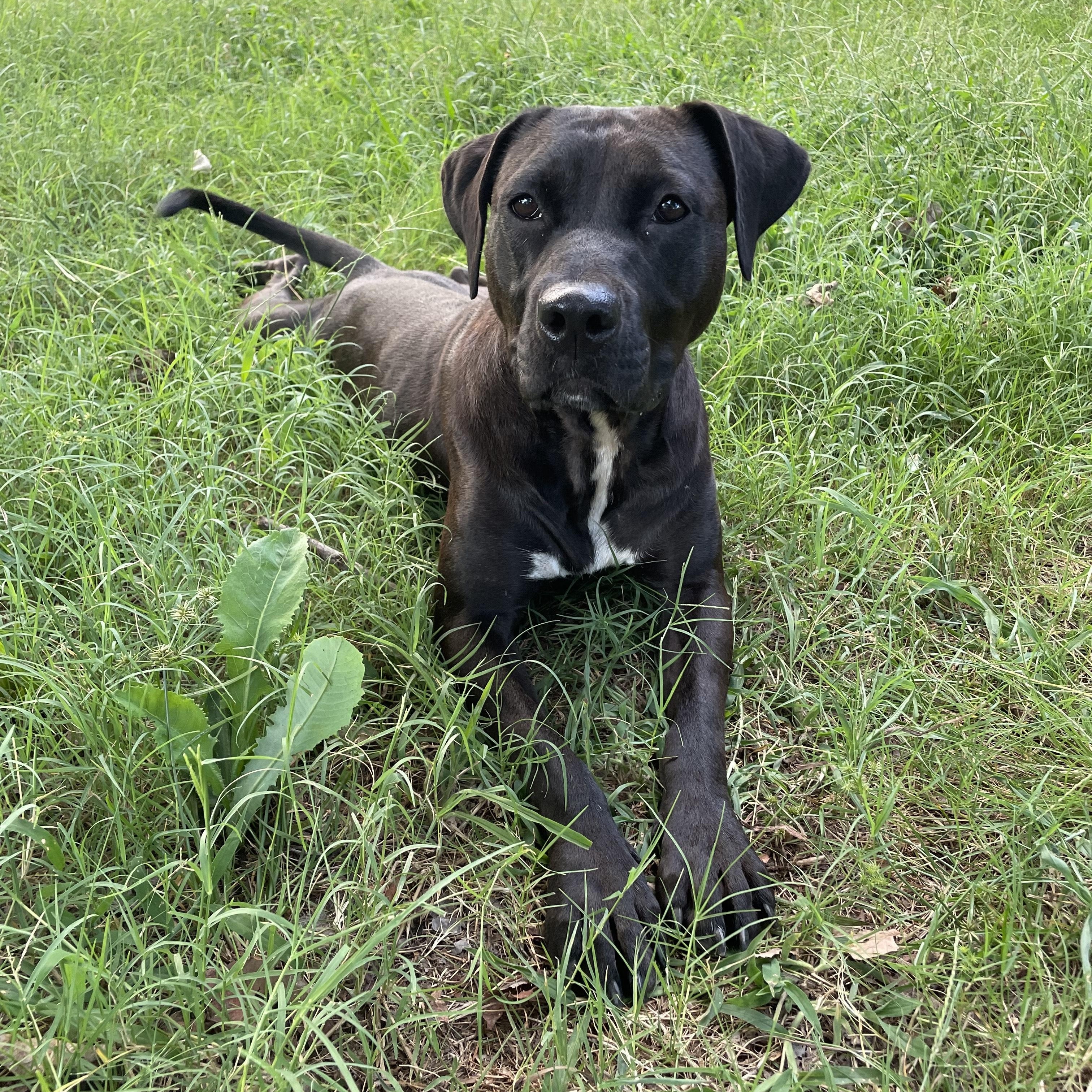 Enlarge Mistletoe, a Adoptable Mixed Breed in Huntsville, AL image 2/5