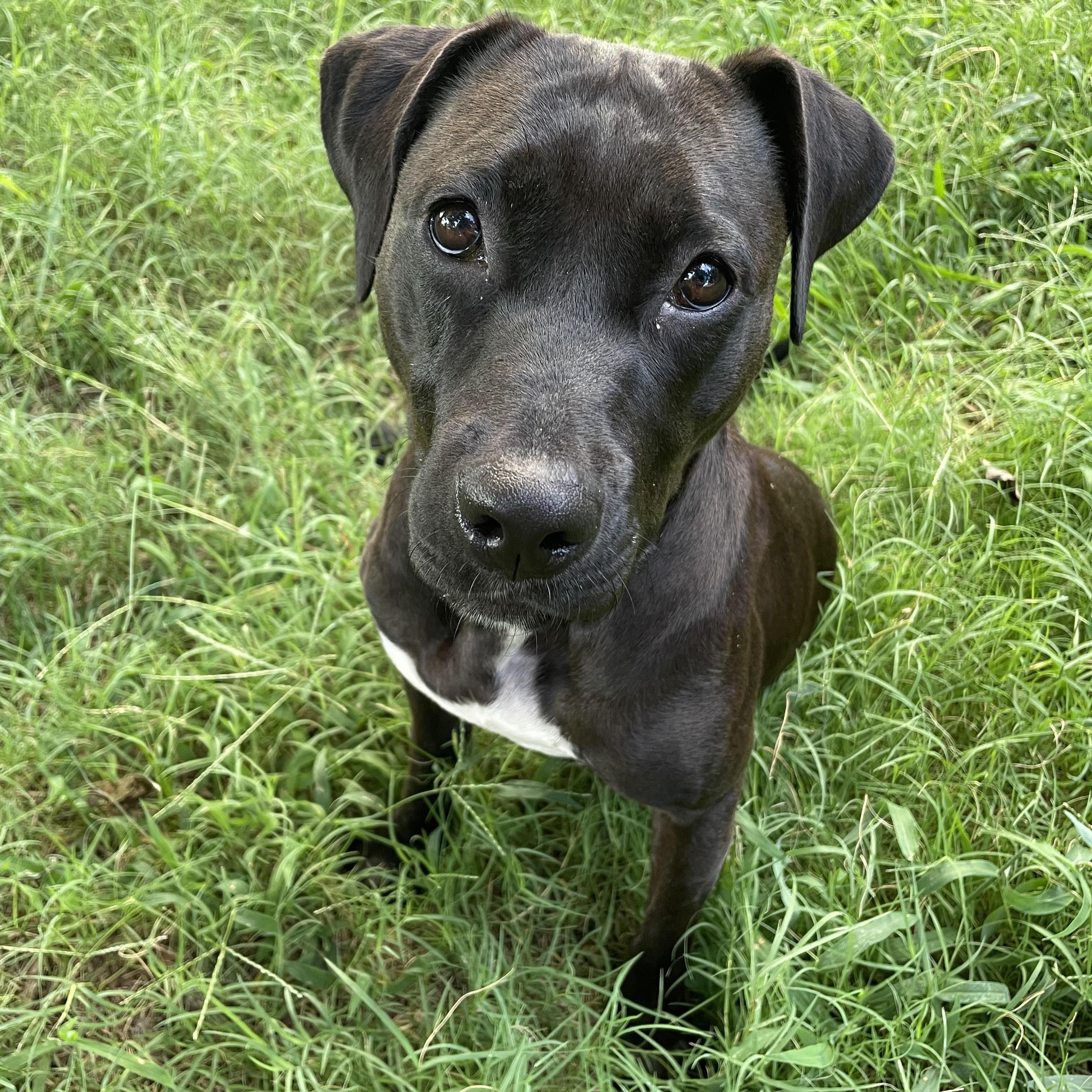 Enlarge Mistletoe, a Adoptable Mixed Breed in Huntsville, AL image 5/5