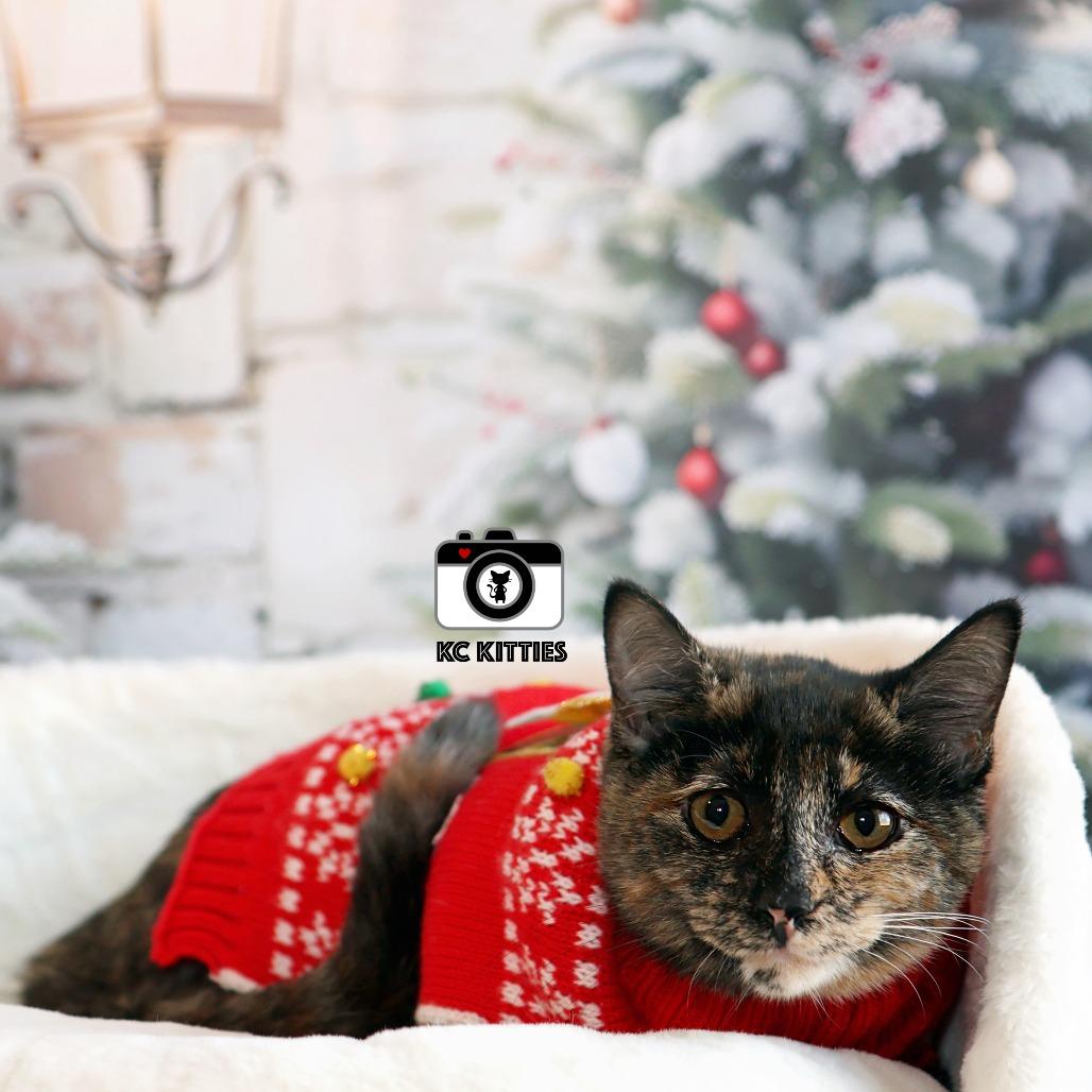 Nancy Drew, Adoptable, Kitten Female Domestic Short Hair.