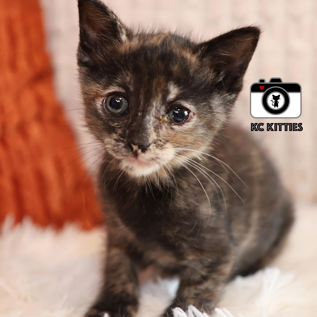 Nancy Drew, a Adoptable Domestic Short Hair in FAIRWAY, KS image 2/6