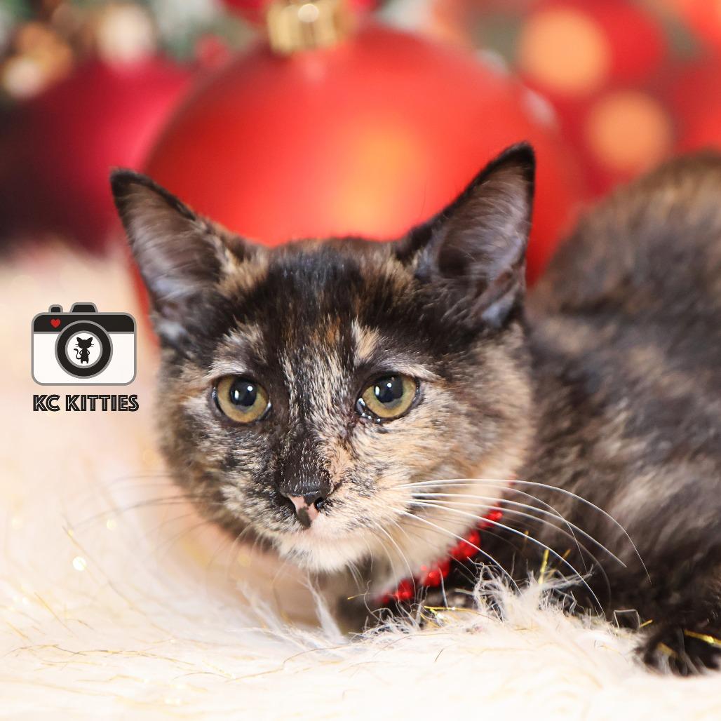 Nancy Drew, a Adoptable Domestic Short Hair in FAIRWAY, KS image 3/6