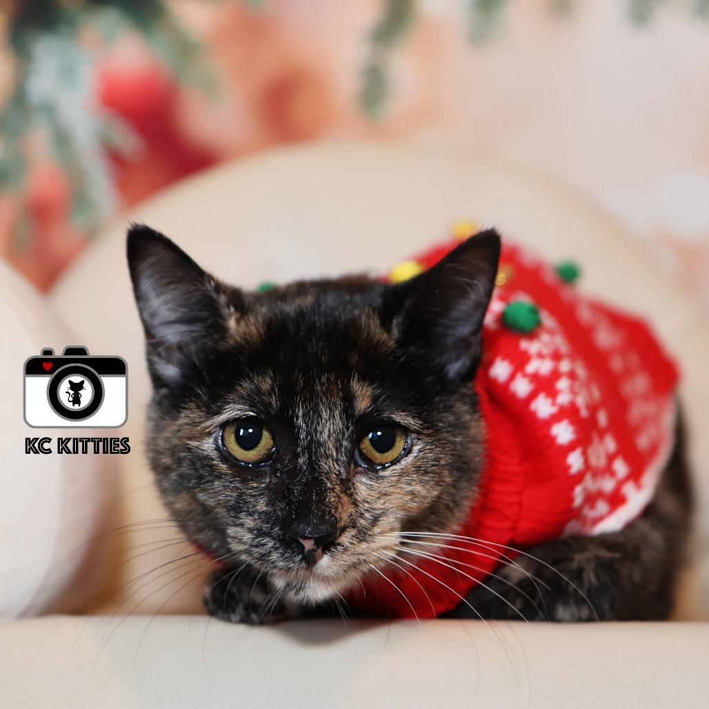 Nancy Drew, a Adoptable Domestic Short Hair in FAIRWAY, KS image 4/6