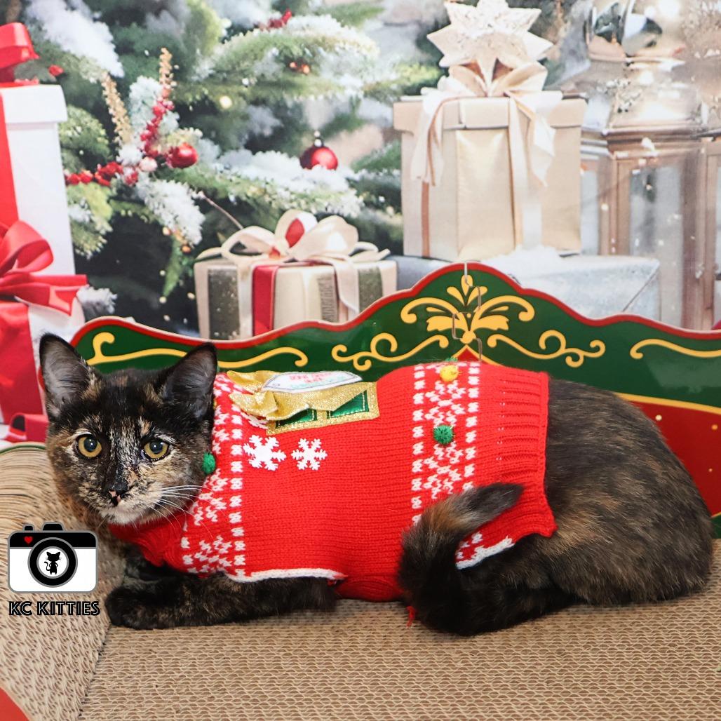 Nancy Drew, a Adoptable Domestic Short Hair in FAIRWAY, KS image 5/6