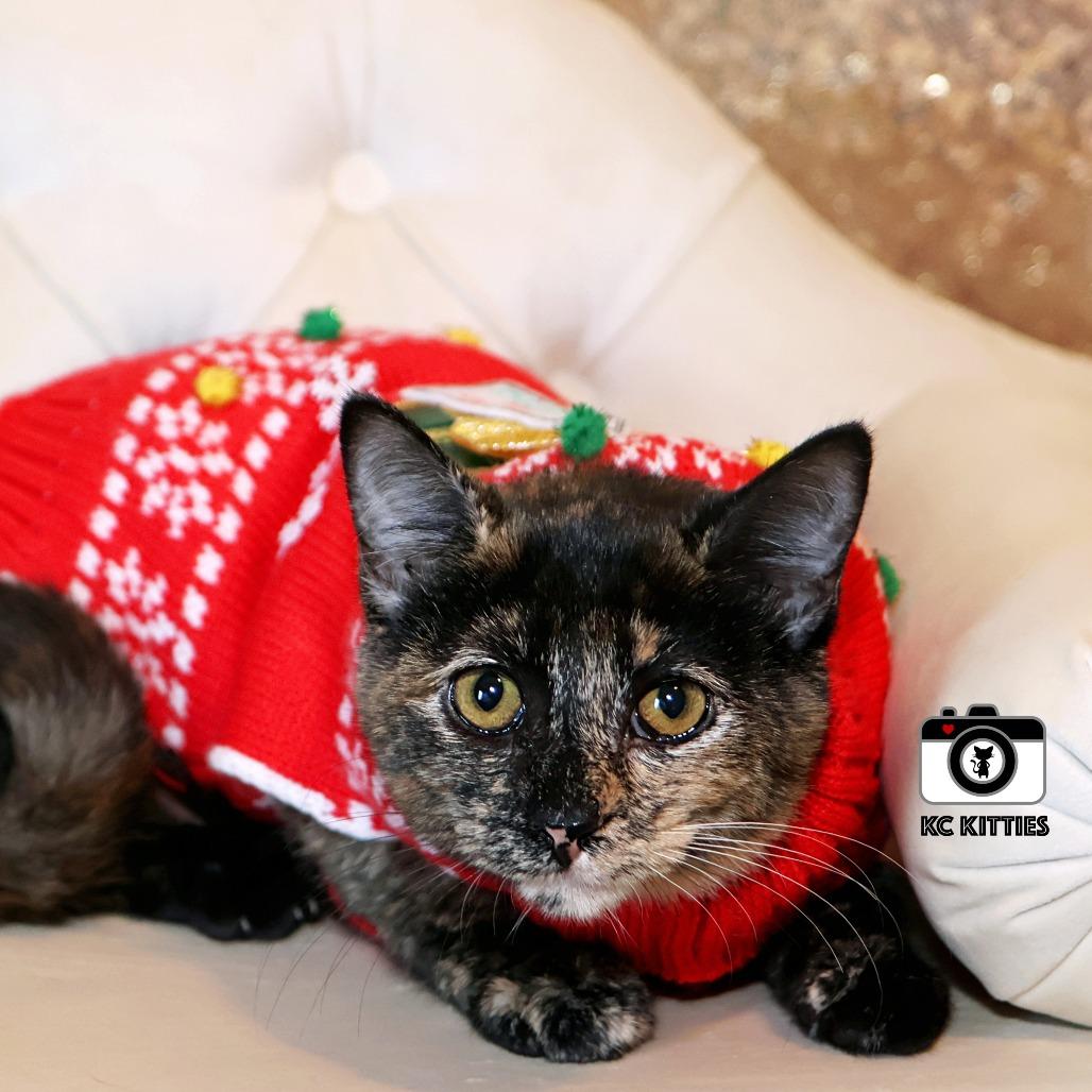 Nancy Drew, a Adoptable Domestic Short Hair in FAIRWAY, KS image 6/6