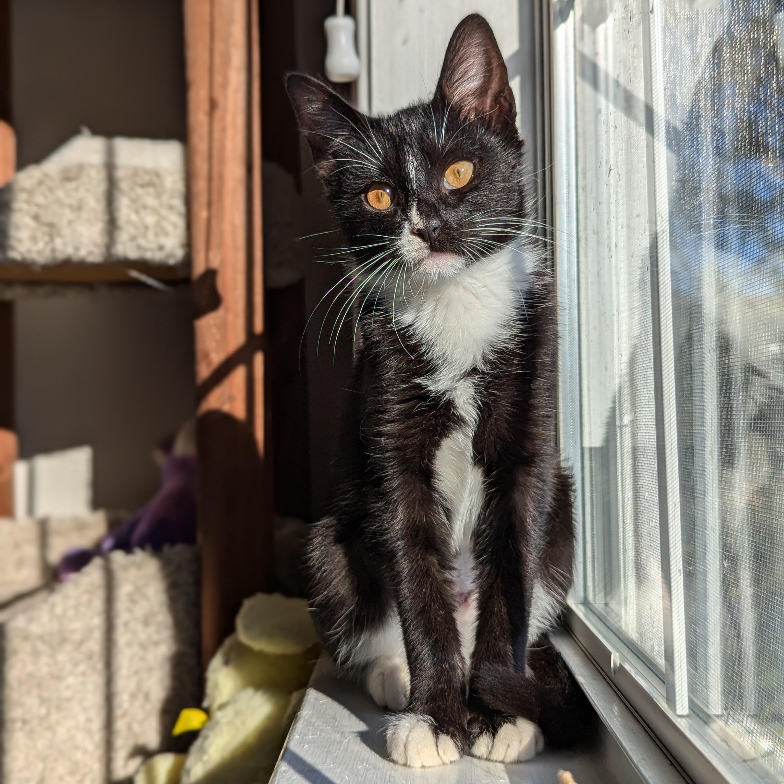 Enlarge Mercedes (Unicorn Kitty), a Adoptable American Shorthair in Atlanta, GA image 6/6