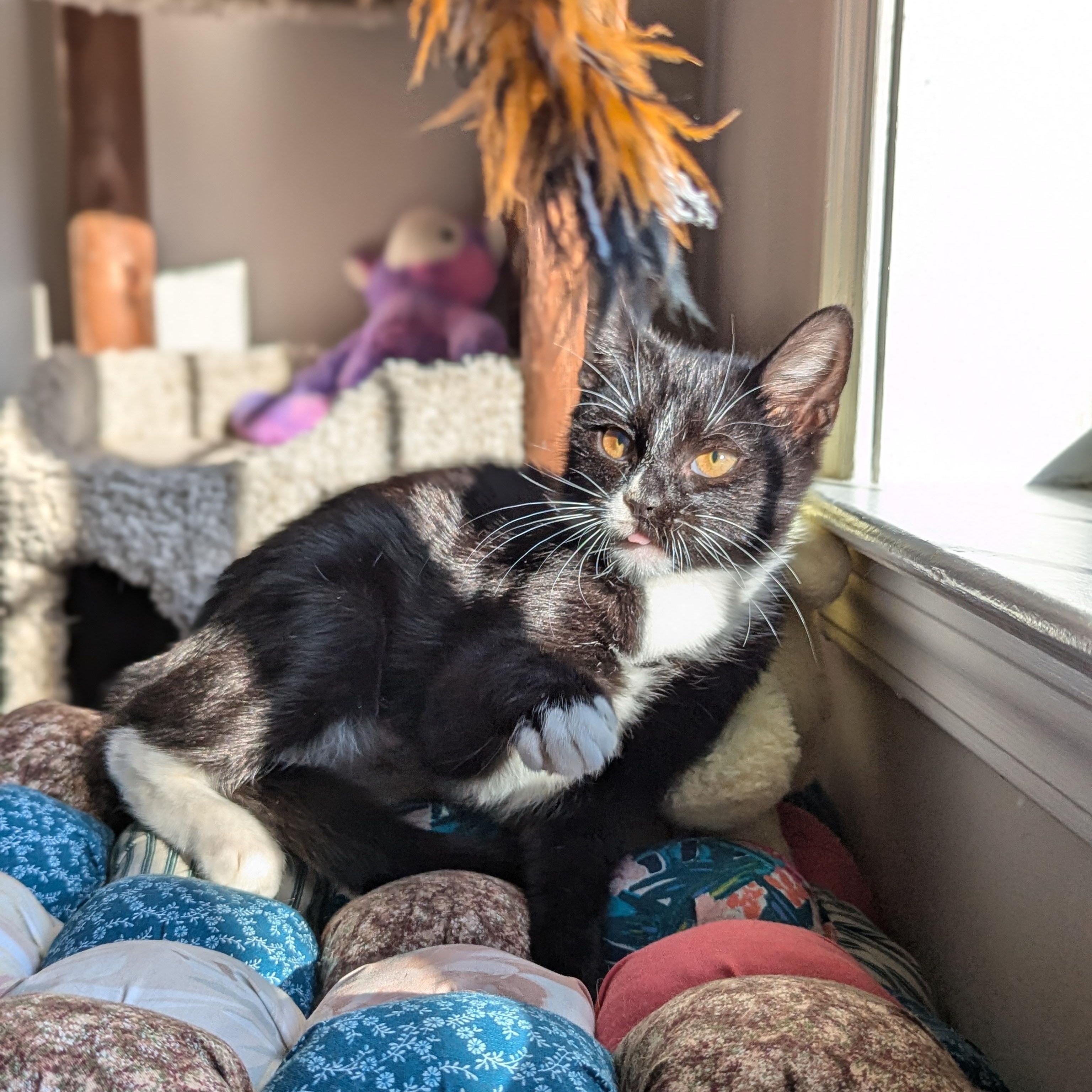 Enlarge Mercedes (Unicorn Kitty), a Adoptable American Shorthair in Atlanta, GA image 5/6