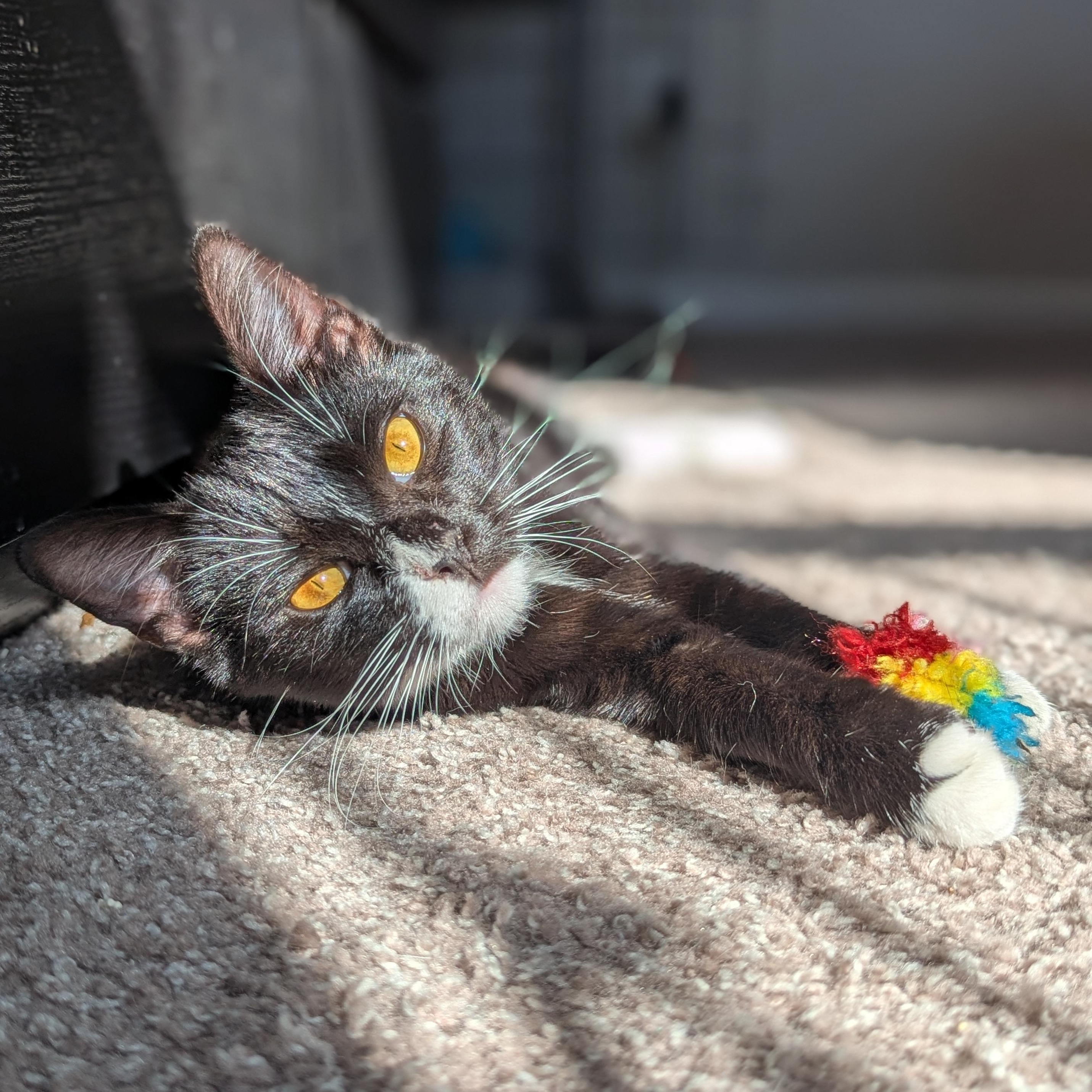 Enlarge Mercedes (Unicorn Kitty), a Adoptable American Shorthair in Atlanta, GA image 2/6