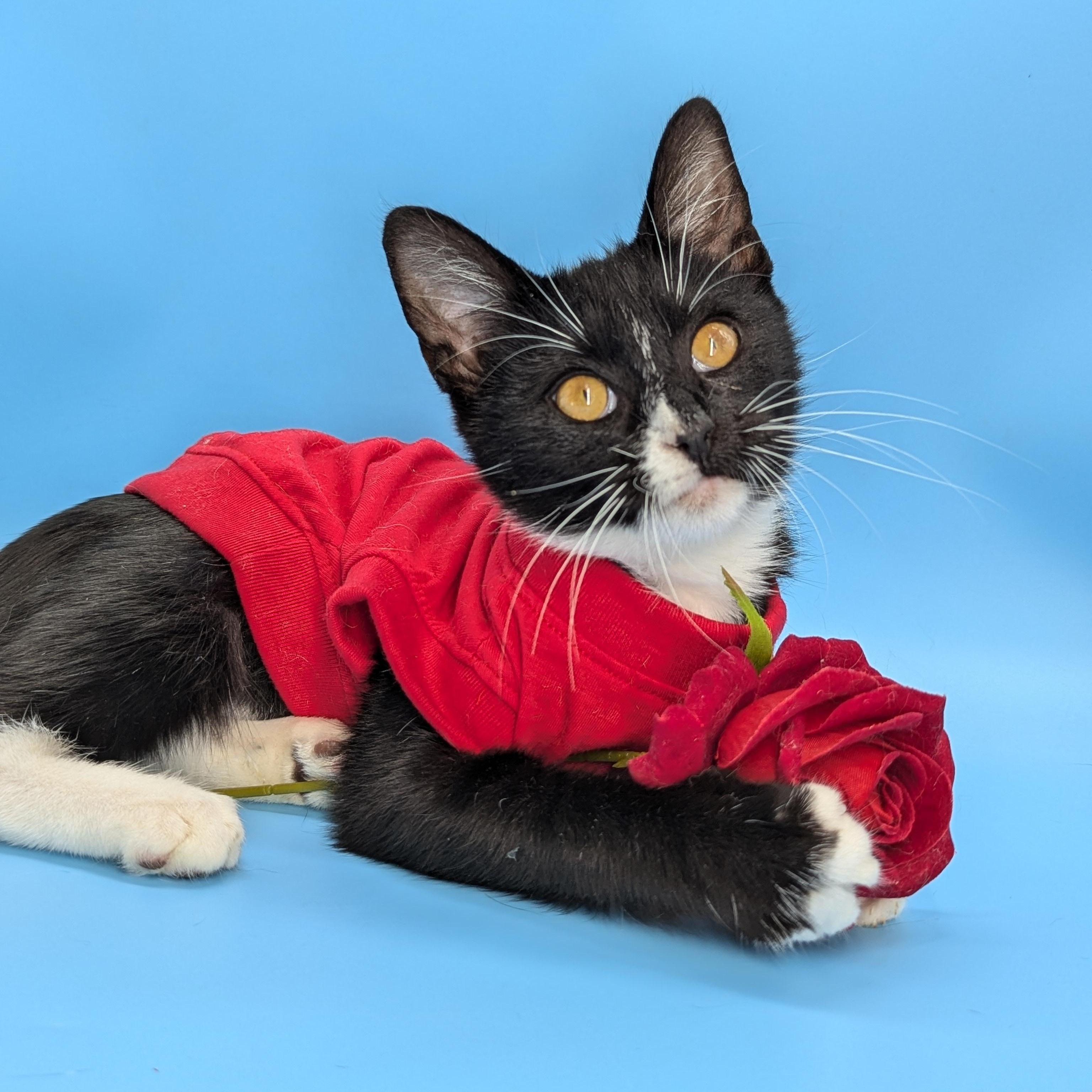 Enlarge Mercedes (Unicorn Kitty), a Adoptable American Shorthair in Atlanta, GA image 1/6