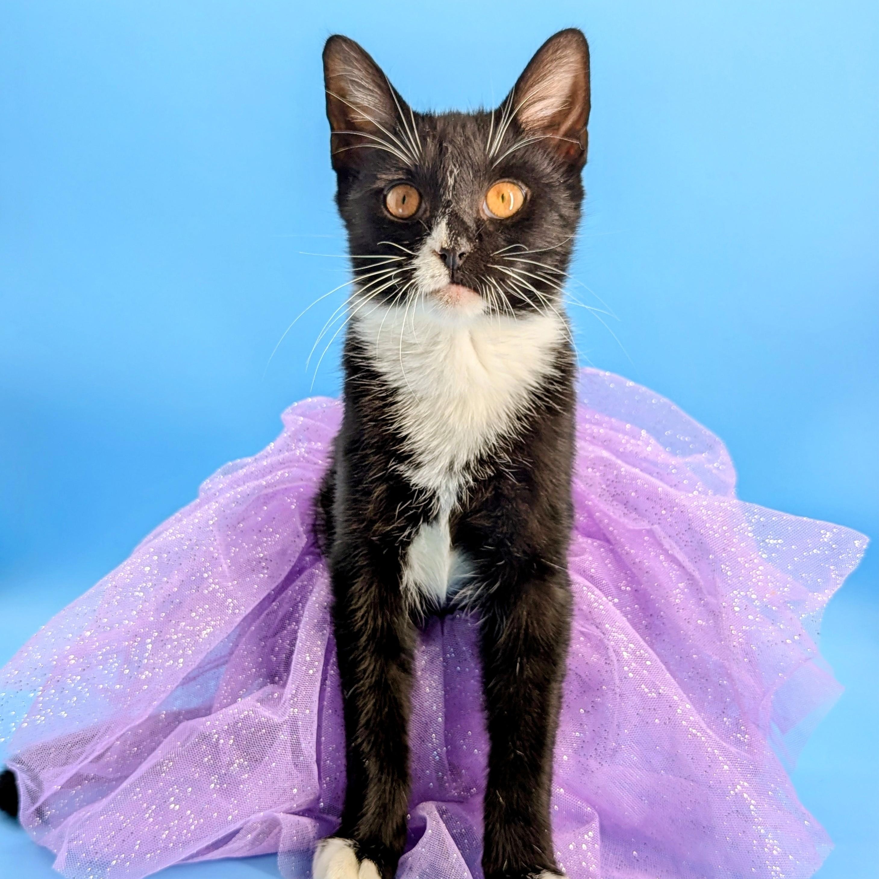 Enlarge Mercedes (Unicorn Kitty), a Adoptable American Shorthair in Atlanta, GA image 3/6