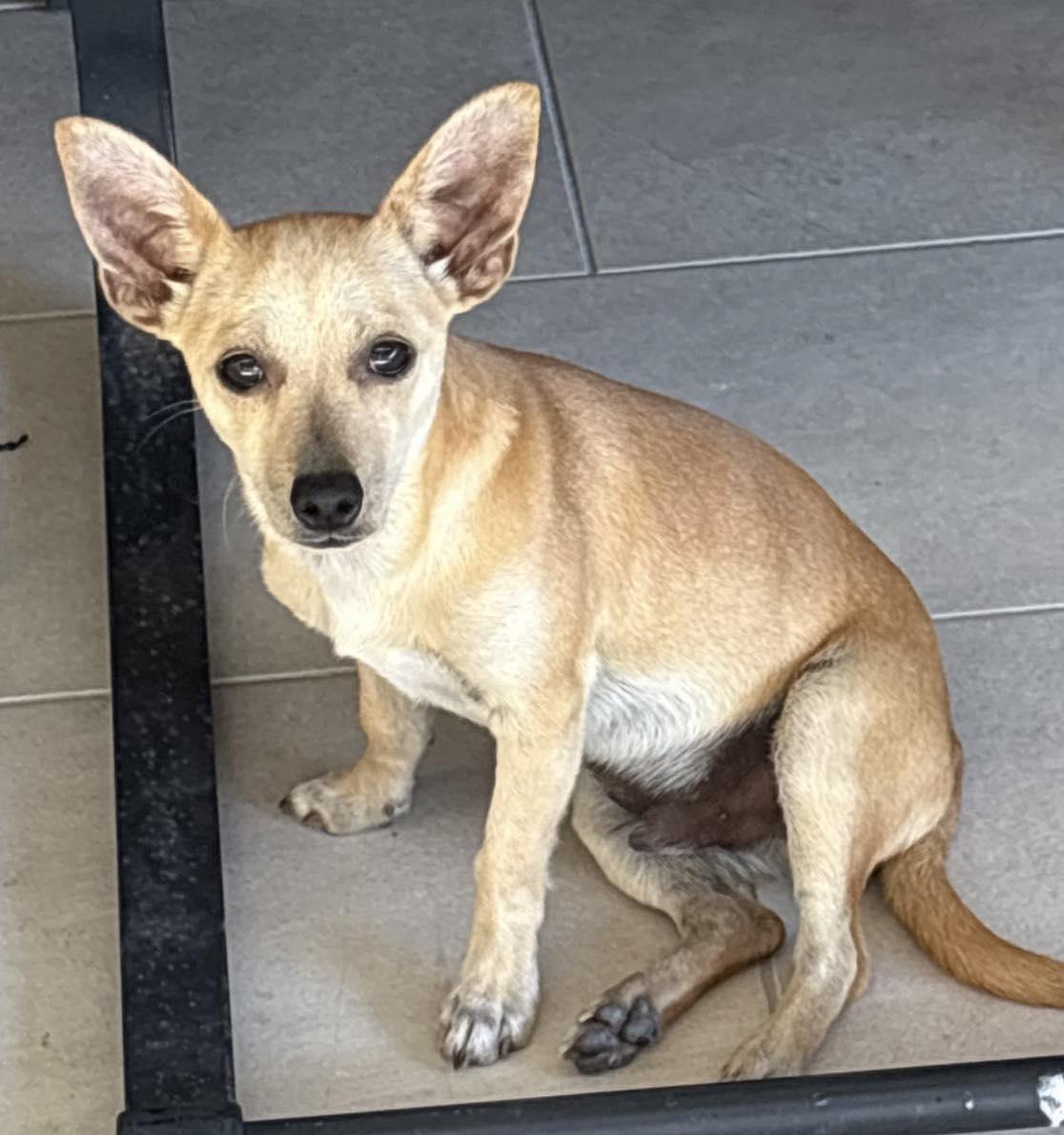 Moe, ADOPTABLE, Puppy Male Chihuahua.