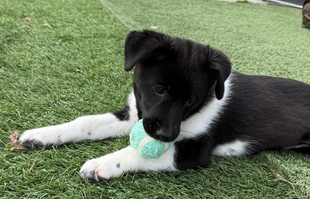 Enlarge Nila, an adopted mixed breed in Owensboro, KY image 4/5