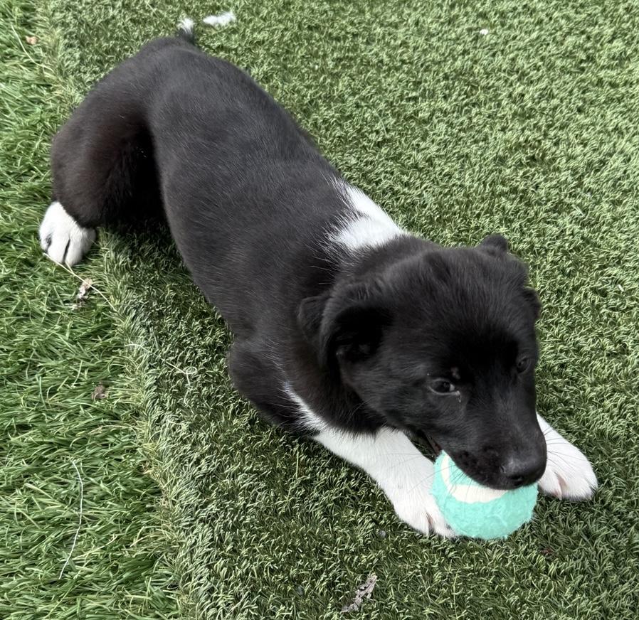 Enlarge Nila, an adopted mixed breed in Owensboro, KY image 2/5