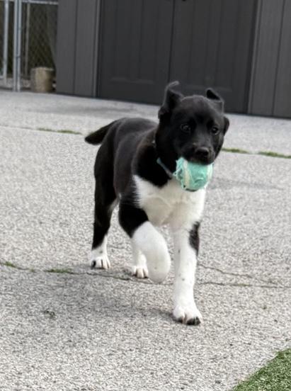 Enlarge Nila, an adopted mixed breed in Owensboro, KY image 3/5