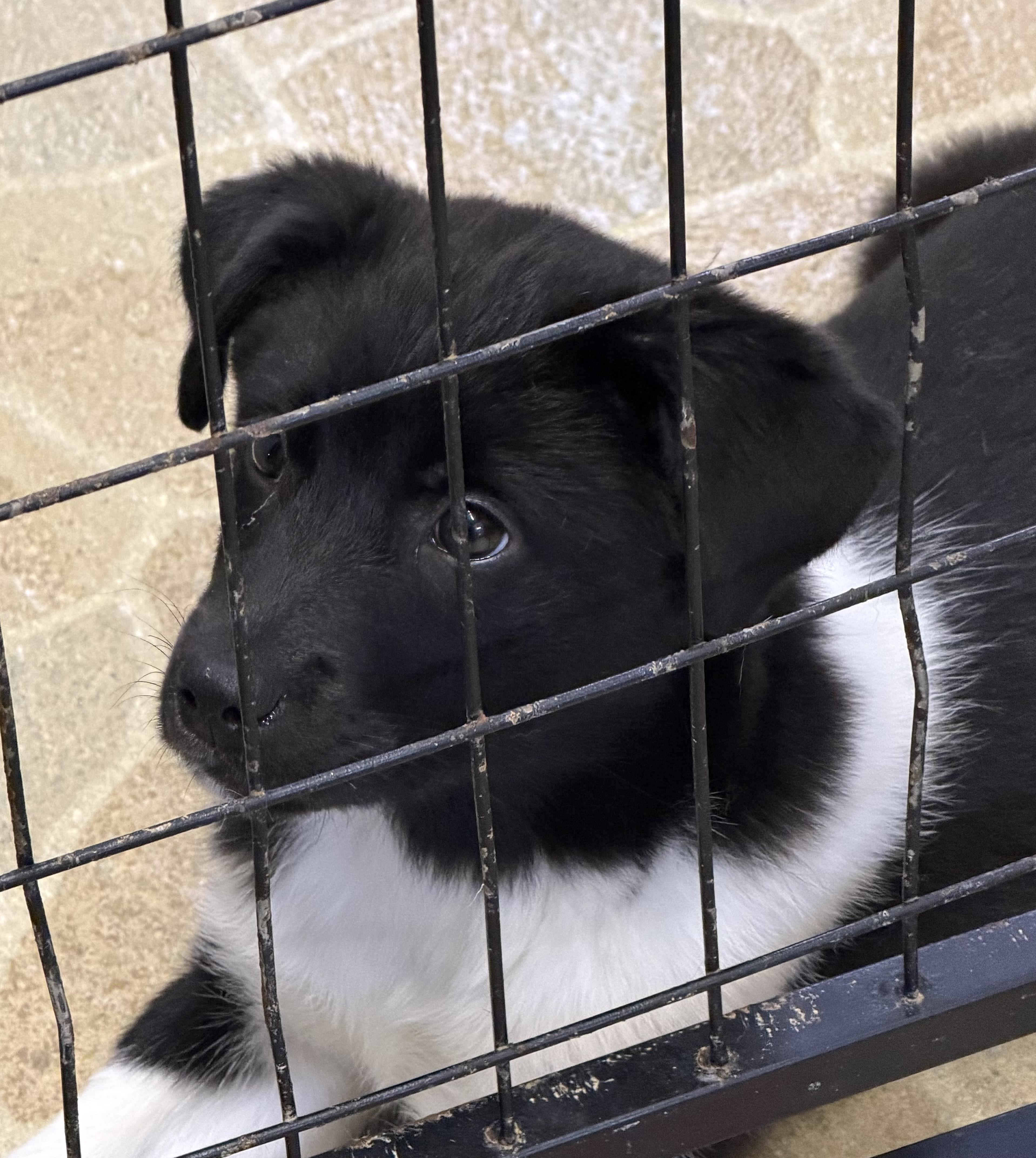 Nila, a ADOPTABLE mixed breed in Owensboro, KY image 2/2